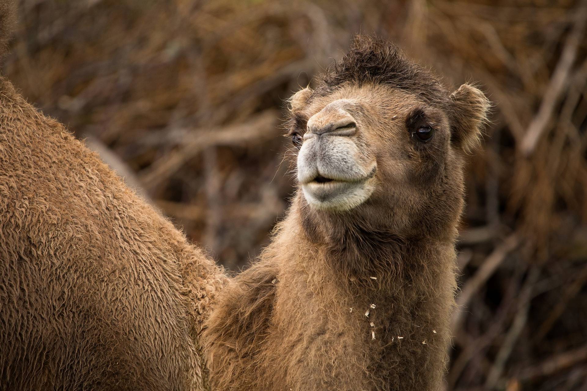 Bactrian camel looking to the left IMAGE: Sian Addison 2019