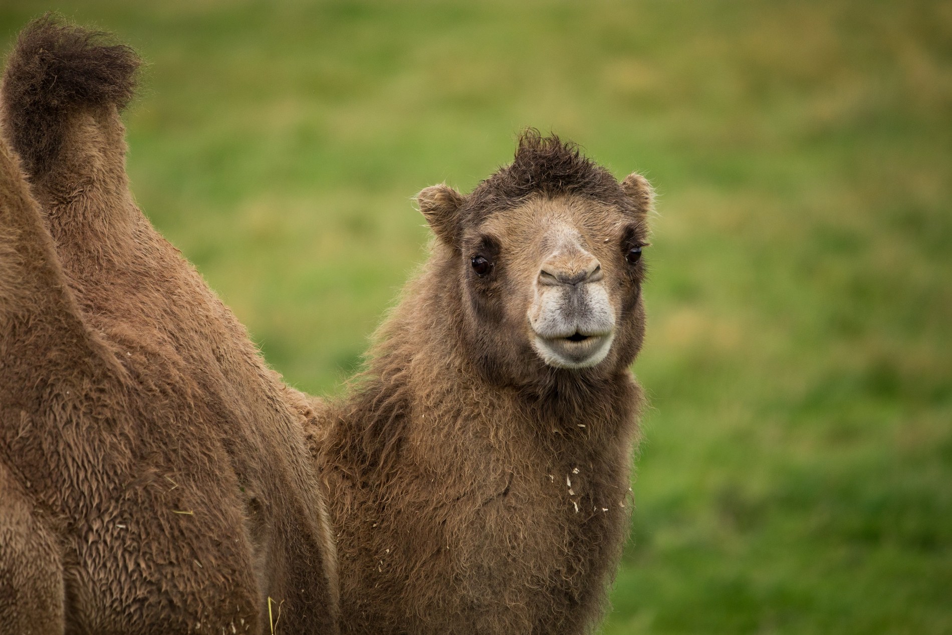 Bactrian camel eye contact entrance reserve

Image: 2021