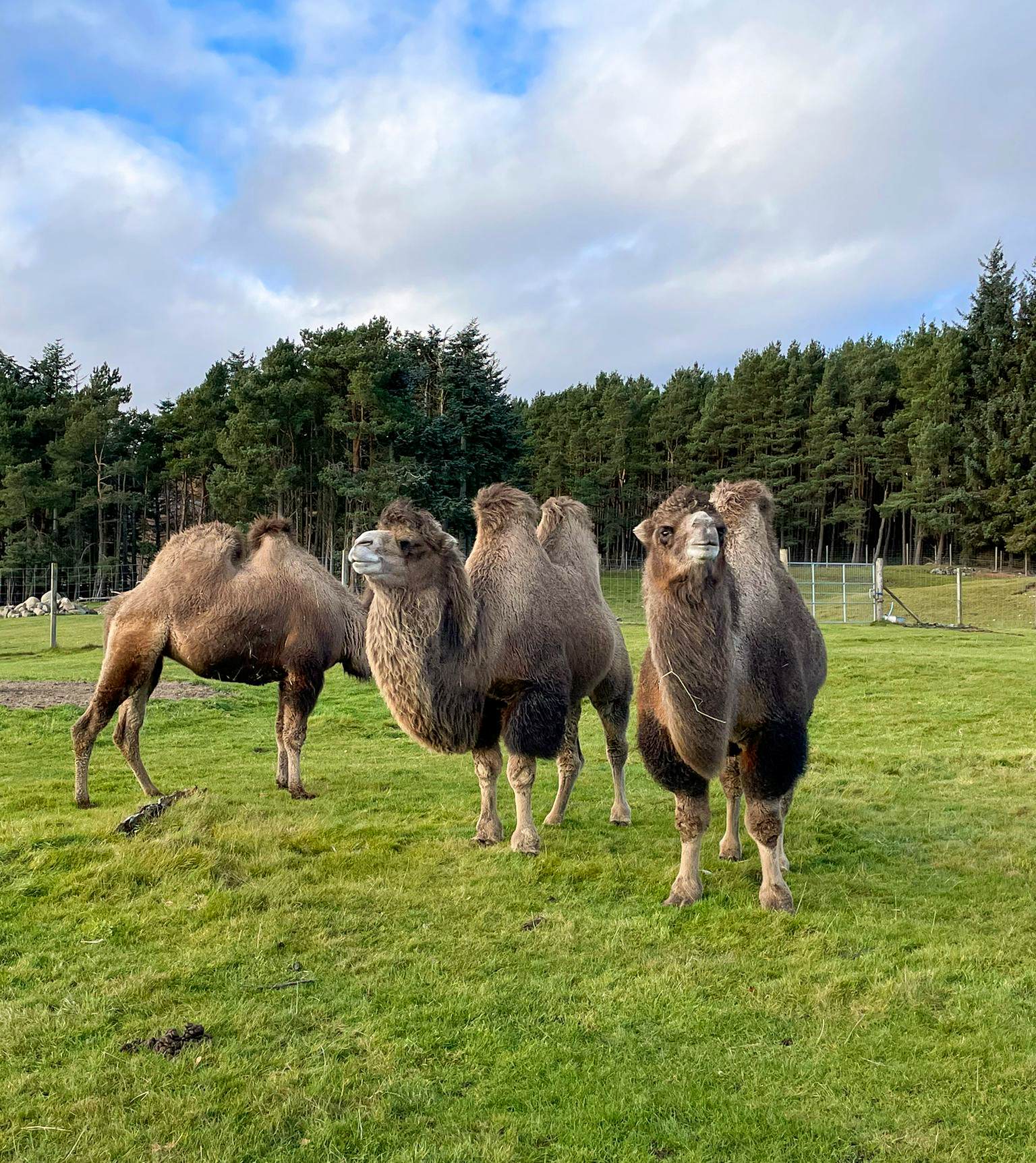 Three Bactrian camels standing in paddock, two looking toward camera and one looking away

Image: ALLIE MCGREGOR 2023