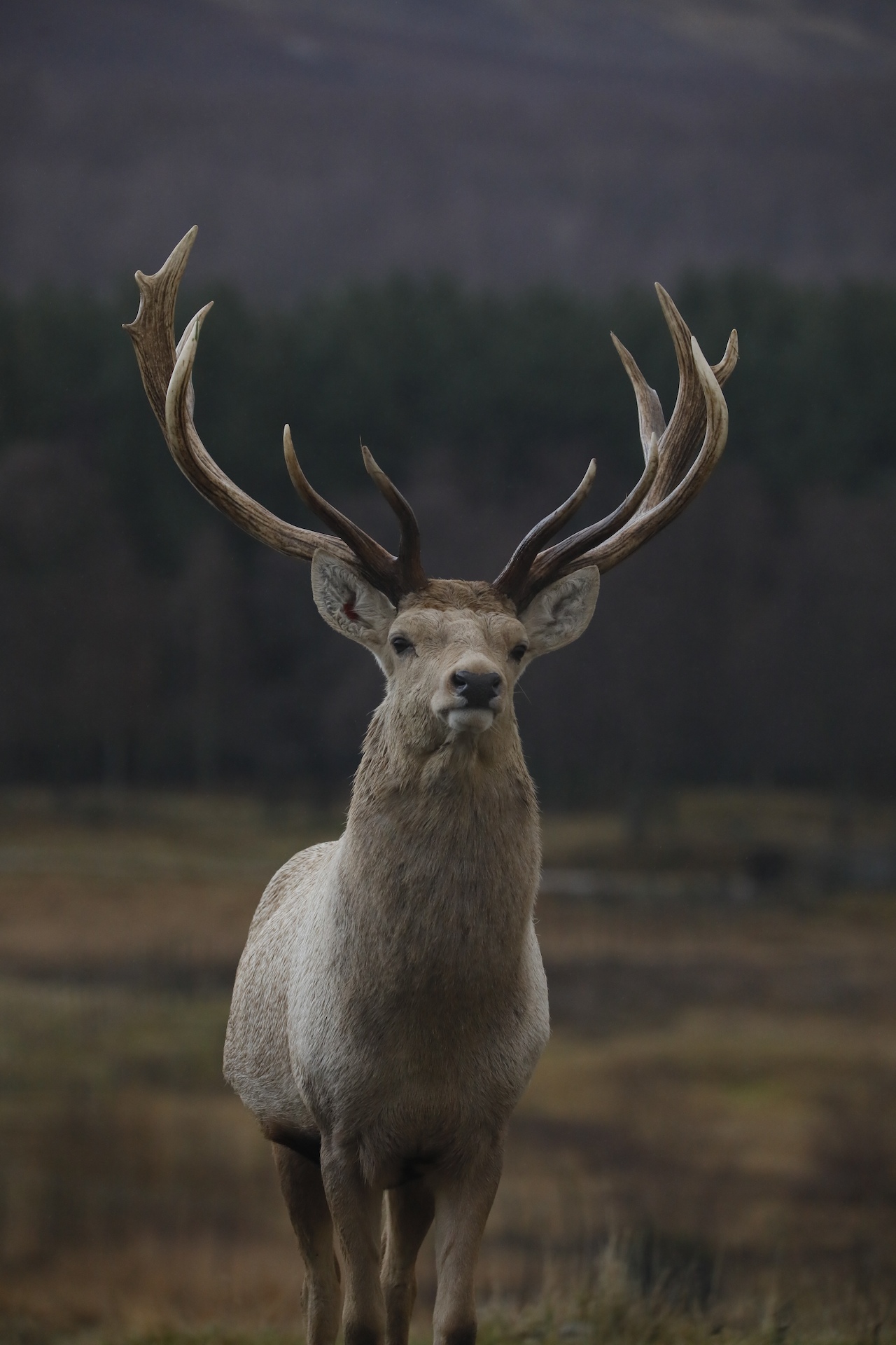 Bukhara deer face on looking toward camera, portrait

Image: AMY MIDDLETON 2023