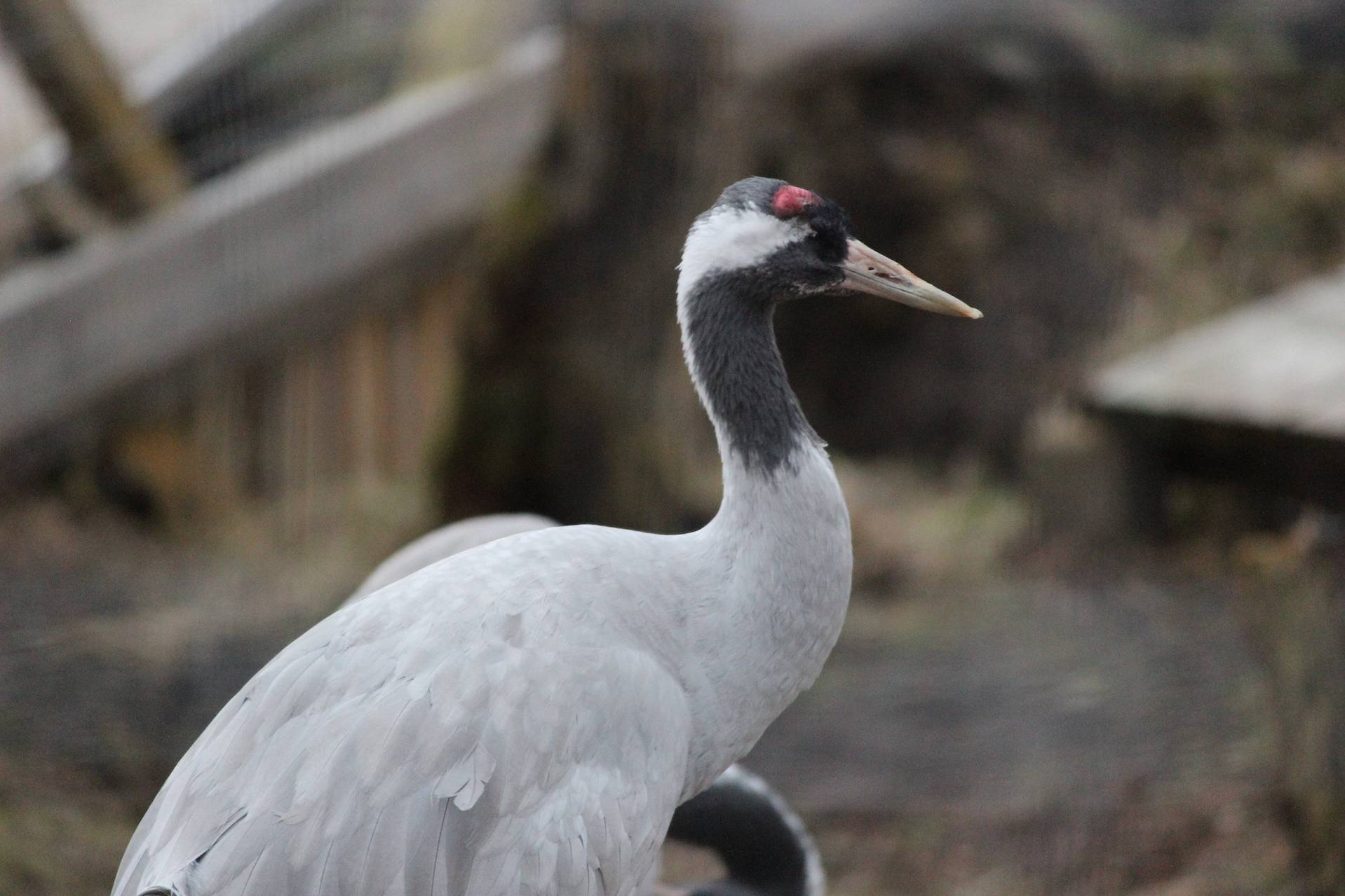 Eurasian crane looking to the right IMAGE: Amy Middleton 2023