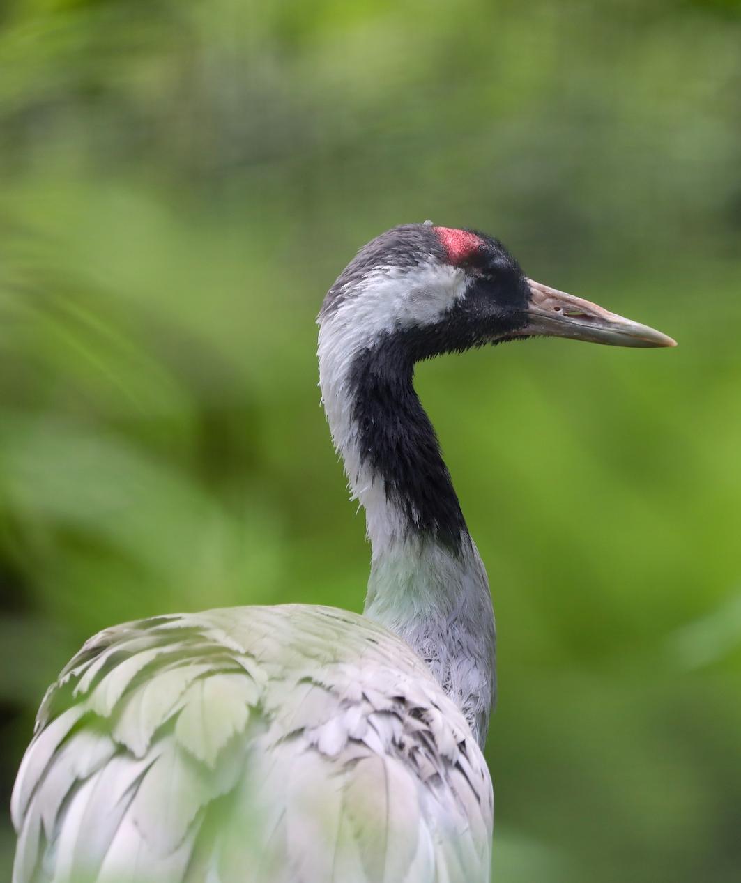 Eurasian crane amongst green foliage looking toward right 

Image: ALLIE MCGREGOR 2023
