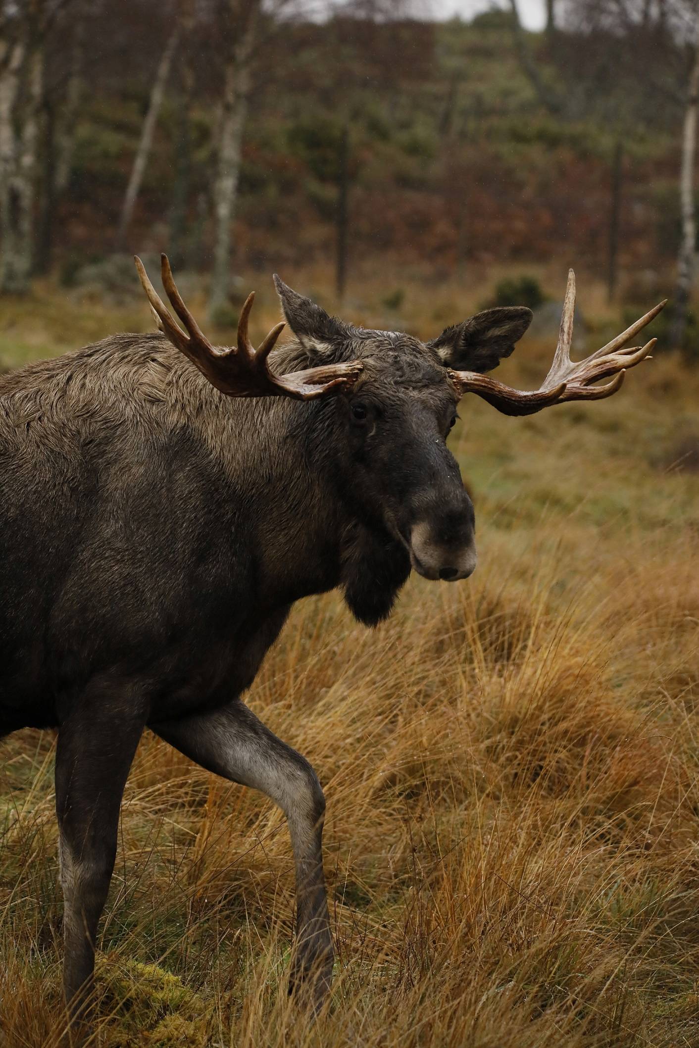 Eurasian elk Raven with antlers looking to the right [portrait] IMAGE: Amy Middleton 2023
