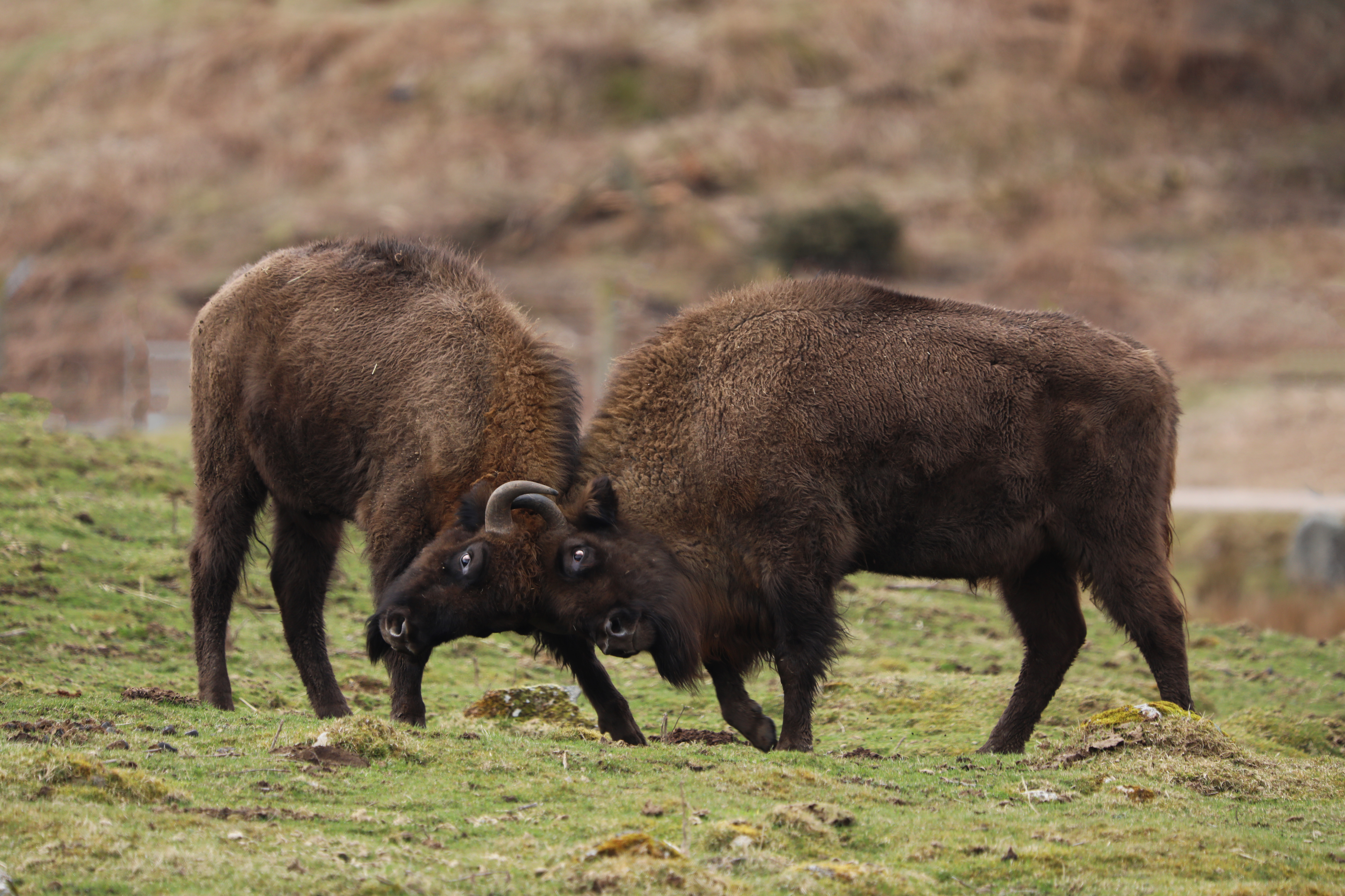 Two bison play fighting 

IMAGE: Laura Moore 2024