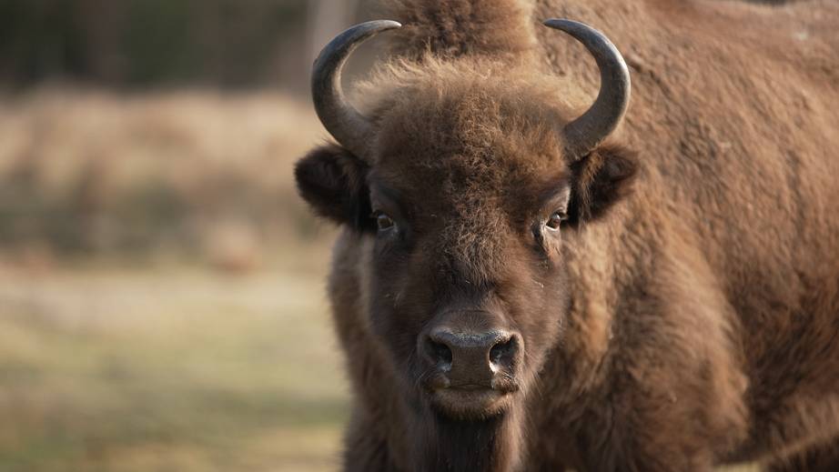 Bison looking at camera [eye contact] IMAGE: Sian Addison 2019