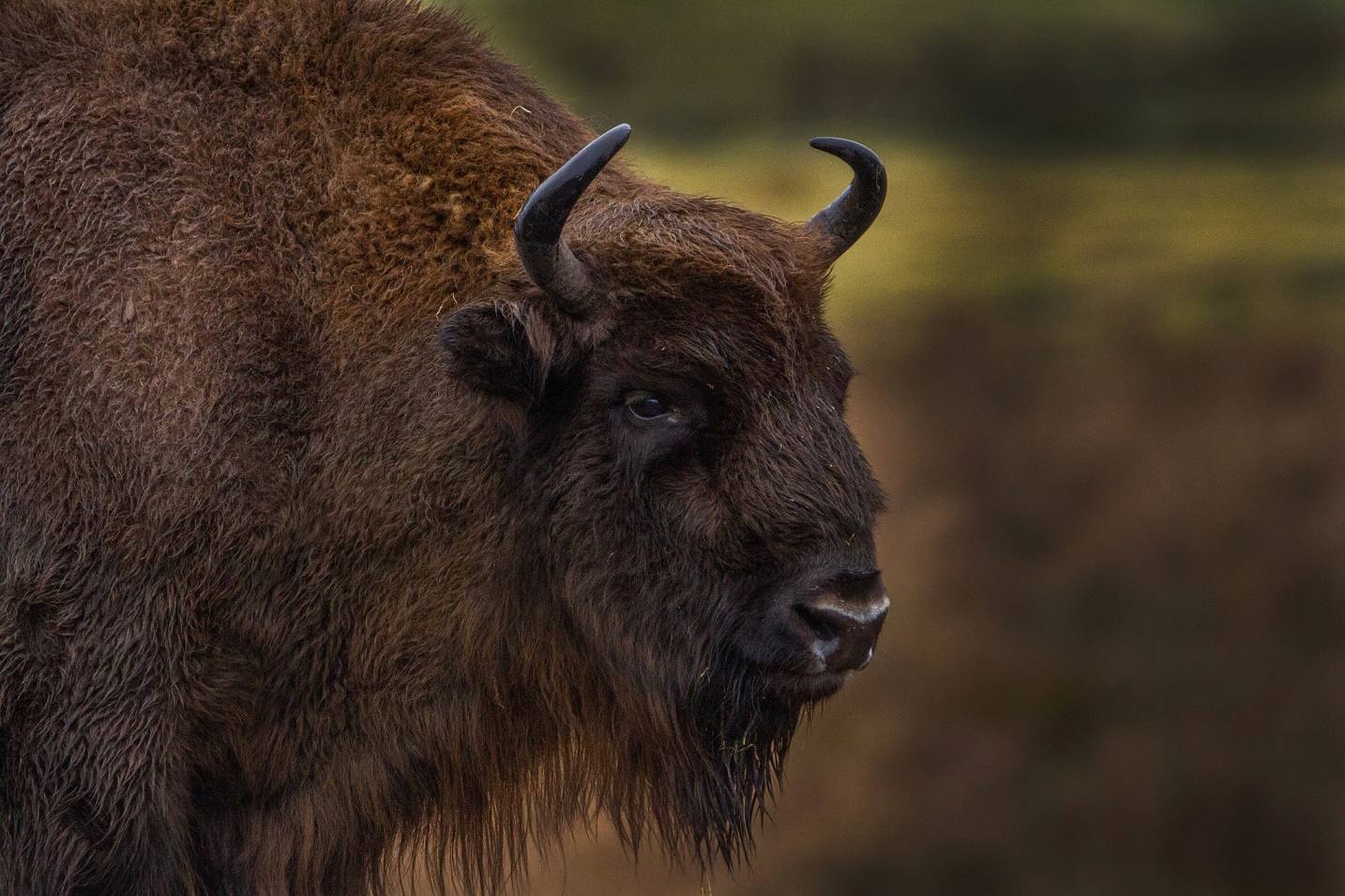 Bison looking to the right IMAGE: Laura Moore 2020