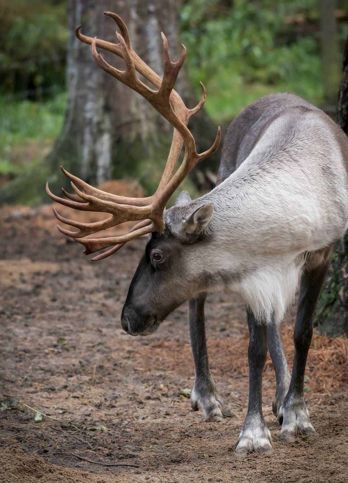 Reindeer with large antlers looking to the left [portrait] IMAGE: Alyson Houston 2020