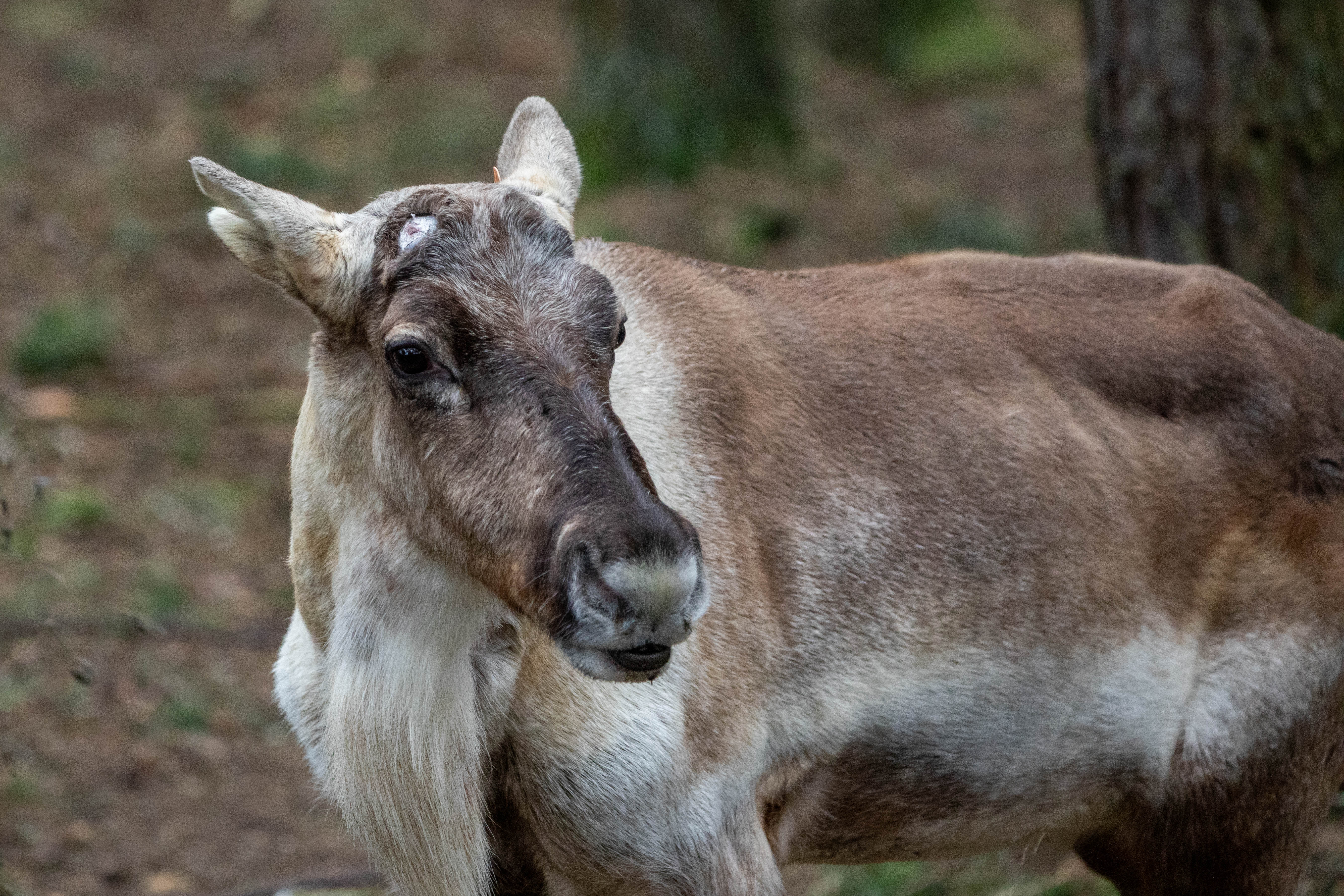 Male reindeer Solen arrives home at Highland Wildlife Park IMAGE 2026 William Austin Lobley