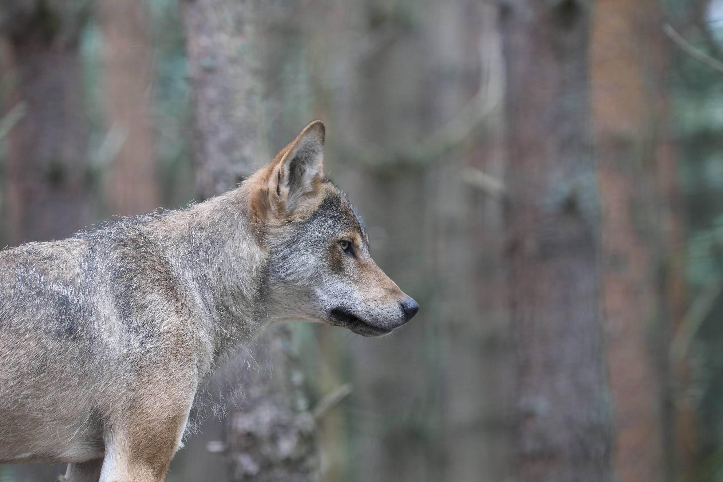 European grey wolf surrounded by trees looking to the right IMAGE: Amy Middleton 2023