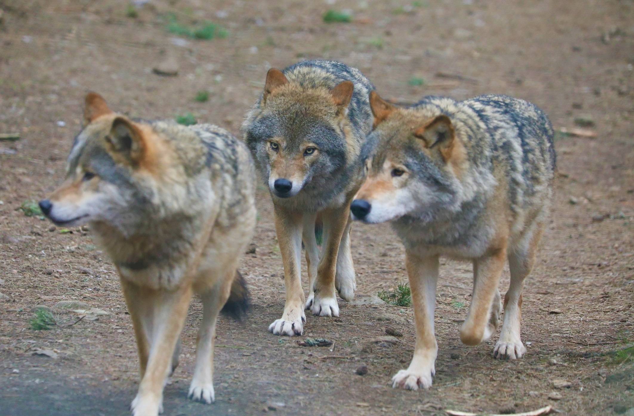 Three European grey wolves walking together. One is slightly further ahead than the other two. IMAGE: Amy Middleton 2023