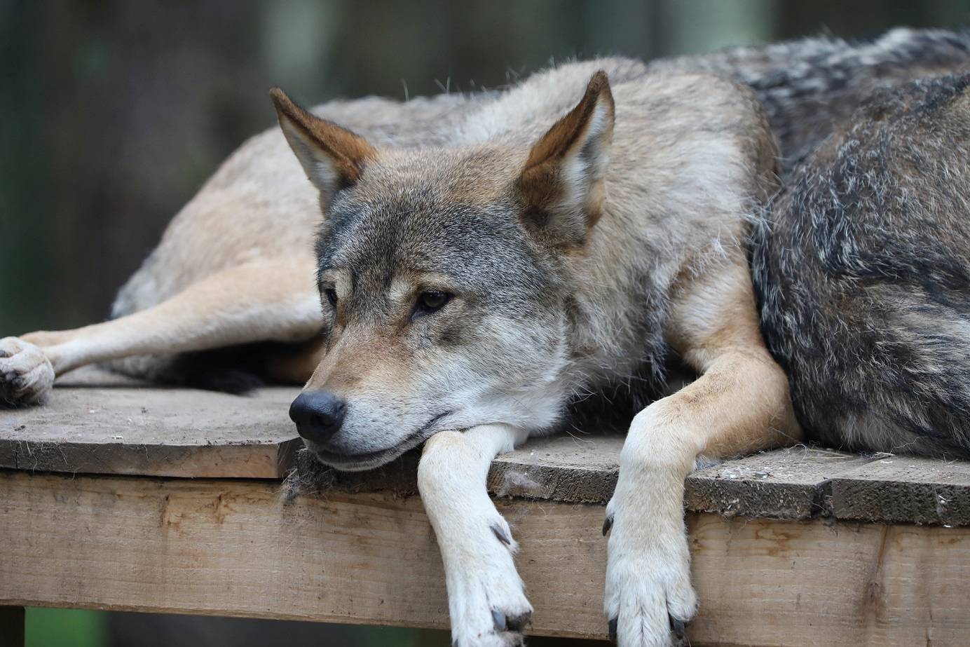 European grey wolf resting on platform with head on paws looking to the left. IMAGE: Amy Middleton 2023