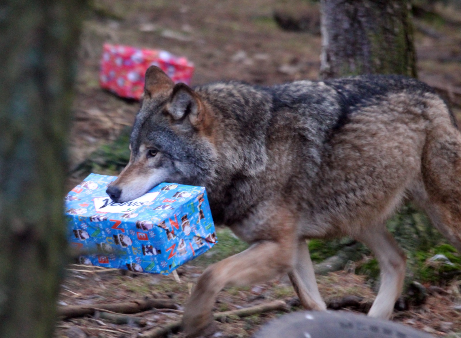 European grey wolves enjoying christmas present enrichment at Wolf Wood IMAGE: RZSS 2022