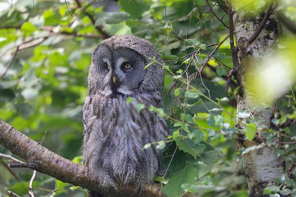 Grey great owl sitting on a branch in a tree looking to the left IMAGE: Allie McGregor 2023