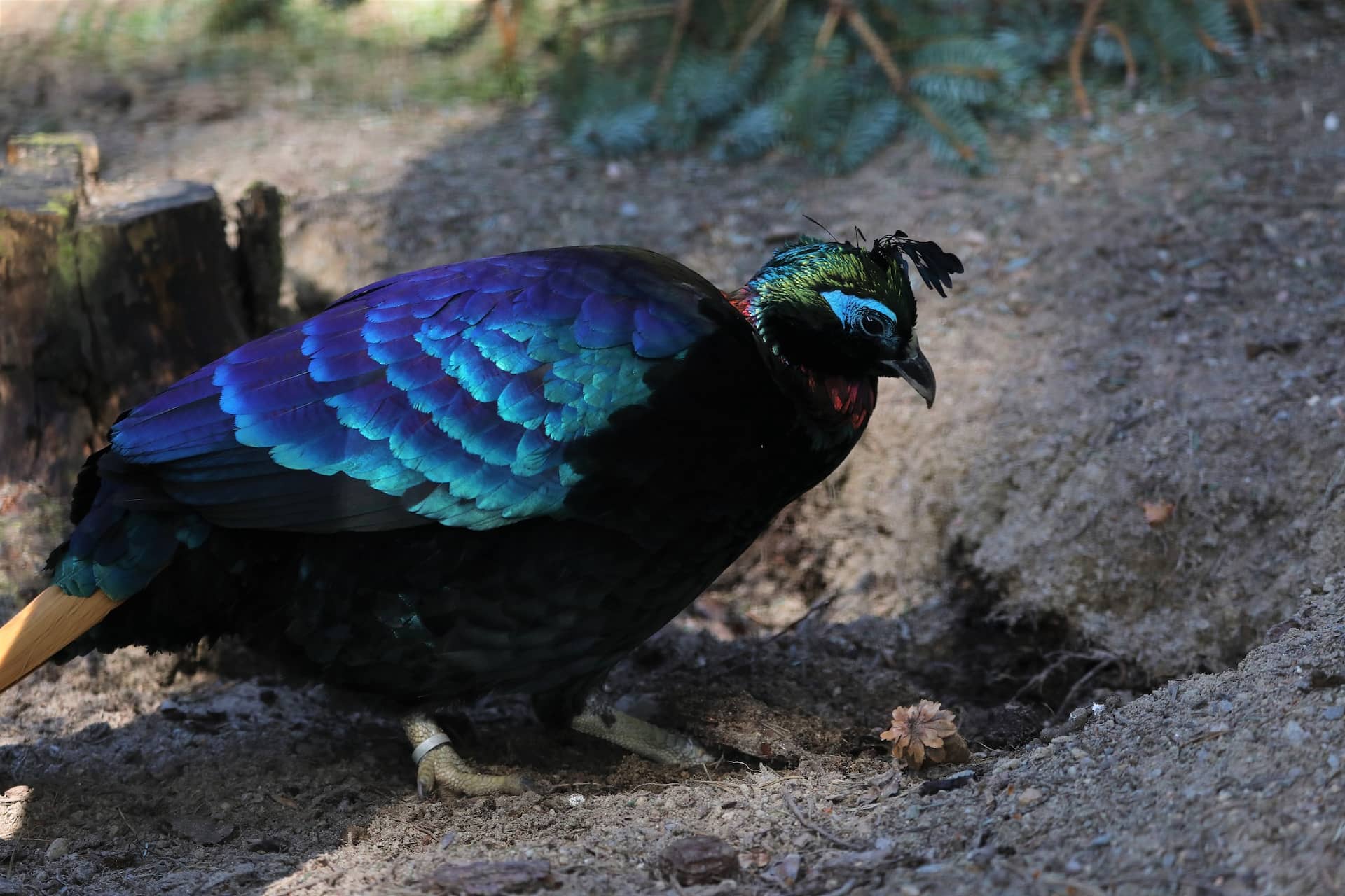 A male Himalayan monal sitting on the ground. He has brightly coloured feathers that are blue and green IMAGE: Amy Middleton 2023