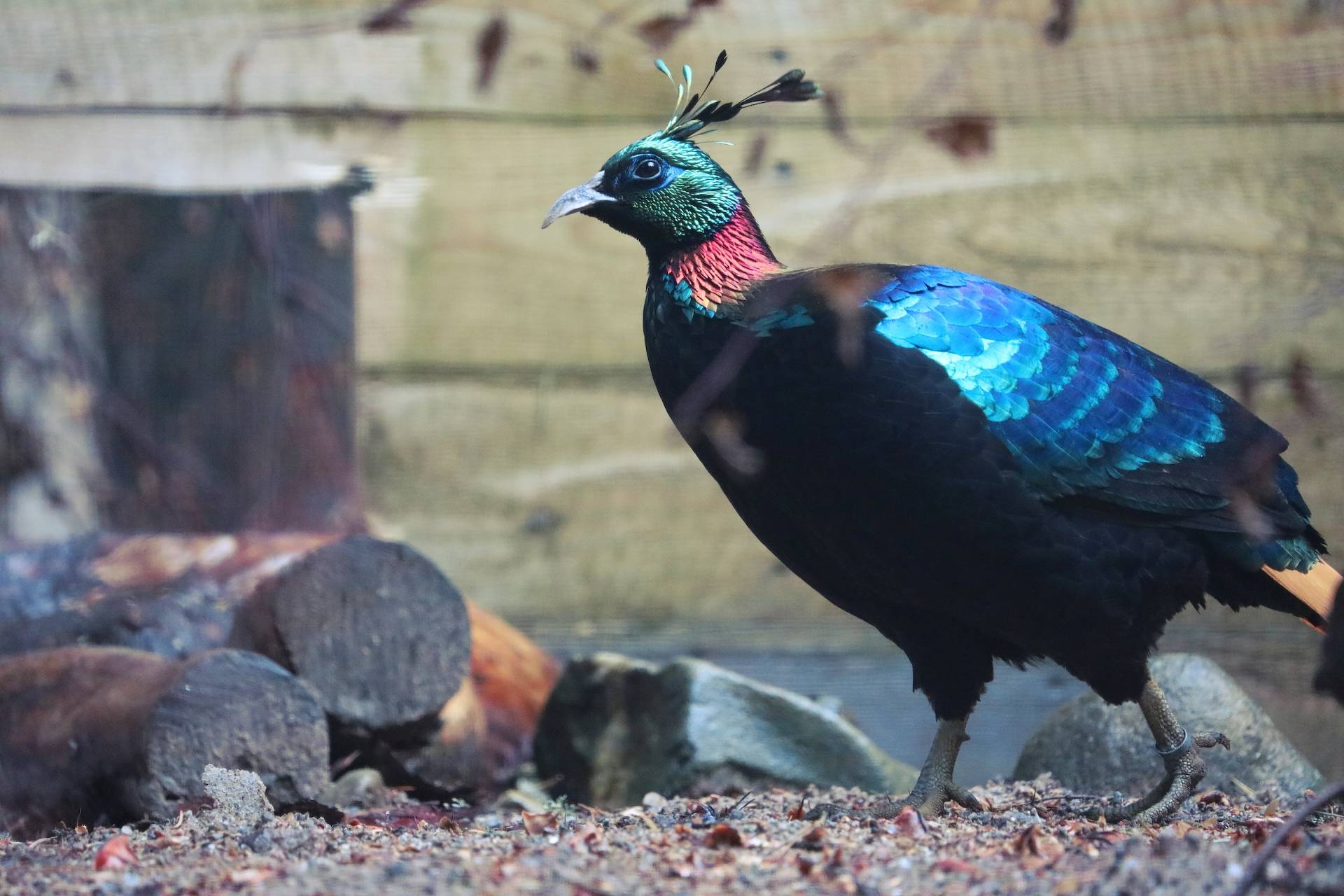 A male Himalayan monal walking to the left. He is brightly coloured with blue feathers IMAGE: Jessica Wise 2019