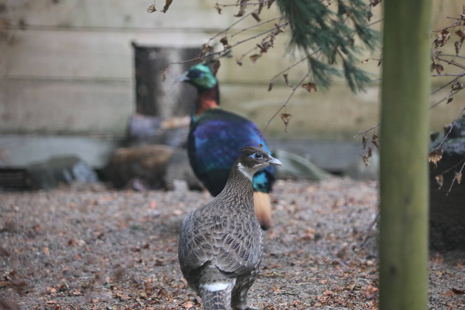 A male and female Himalayan monal. The male is brightly coloured with blue feathers and standing further back from the muted female with grey and brown feathers IMAGE: Jessica Wise 2019