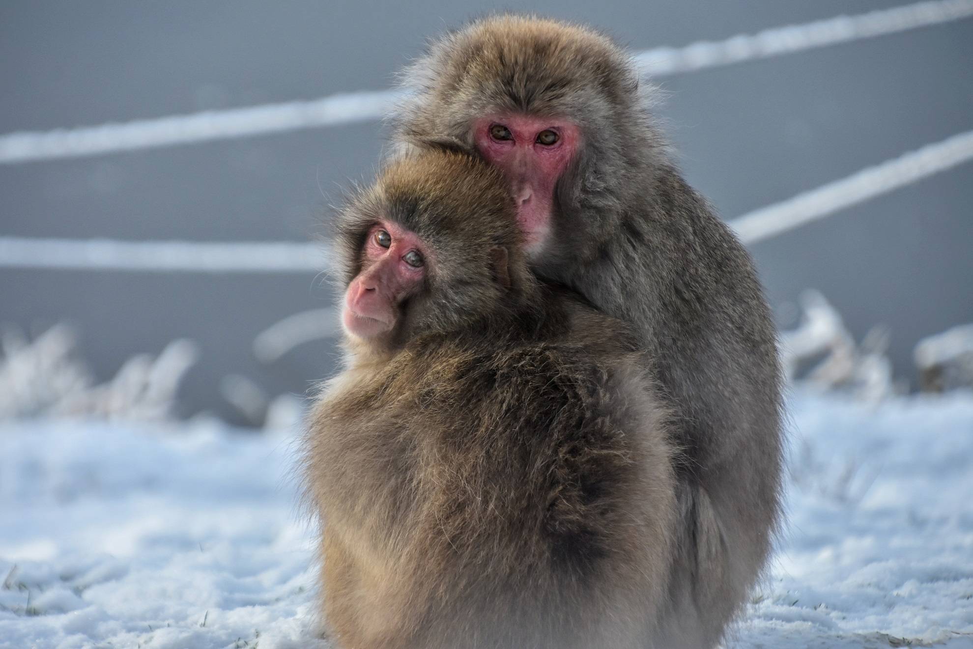 Two Japanese macaques cuddled together sitting in the snow IMAGE: Laura Moore 2020