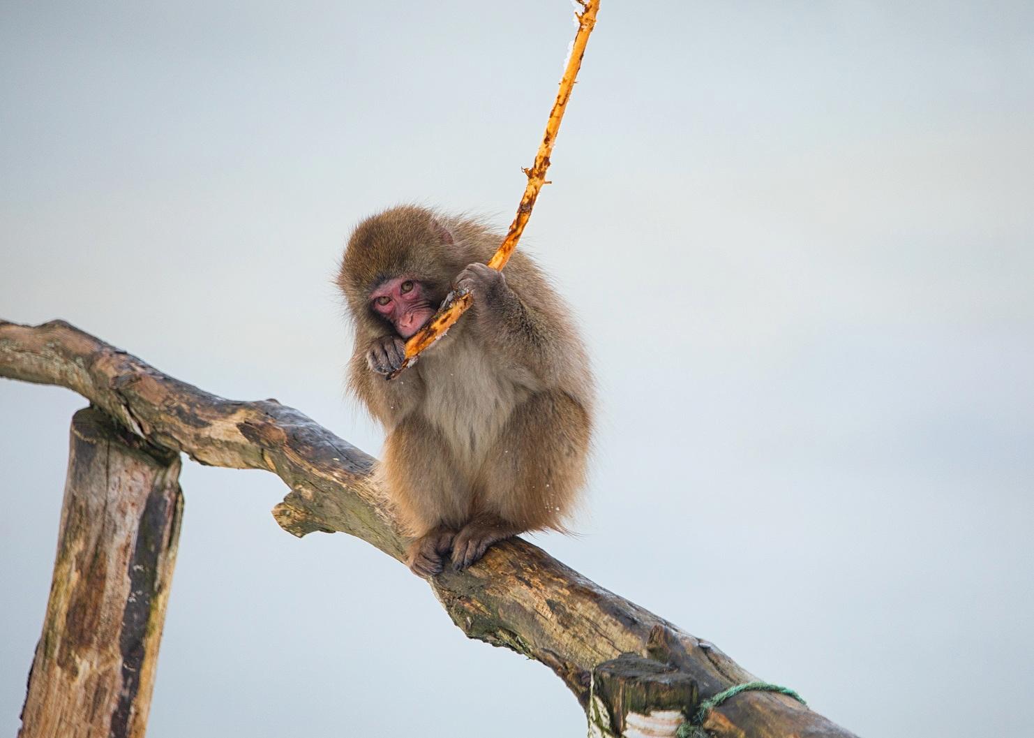 Japanese macaque sitting on a branch IMAGE: Sian Addison 2018