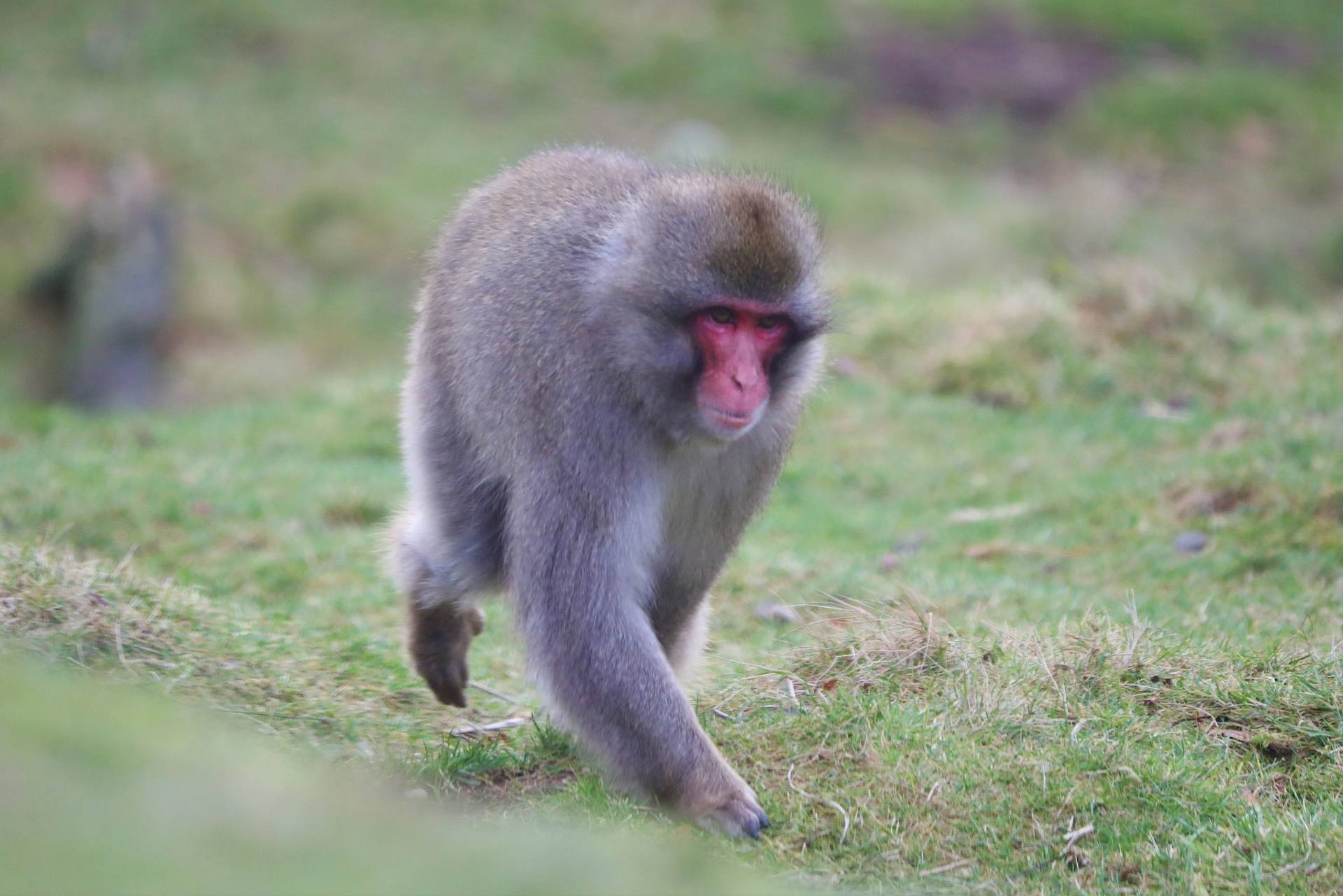 Japanese macaque walking on all fours across the grass towards the right IMAGE: Amy Middleton 2023