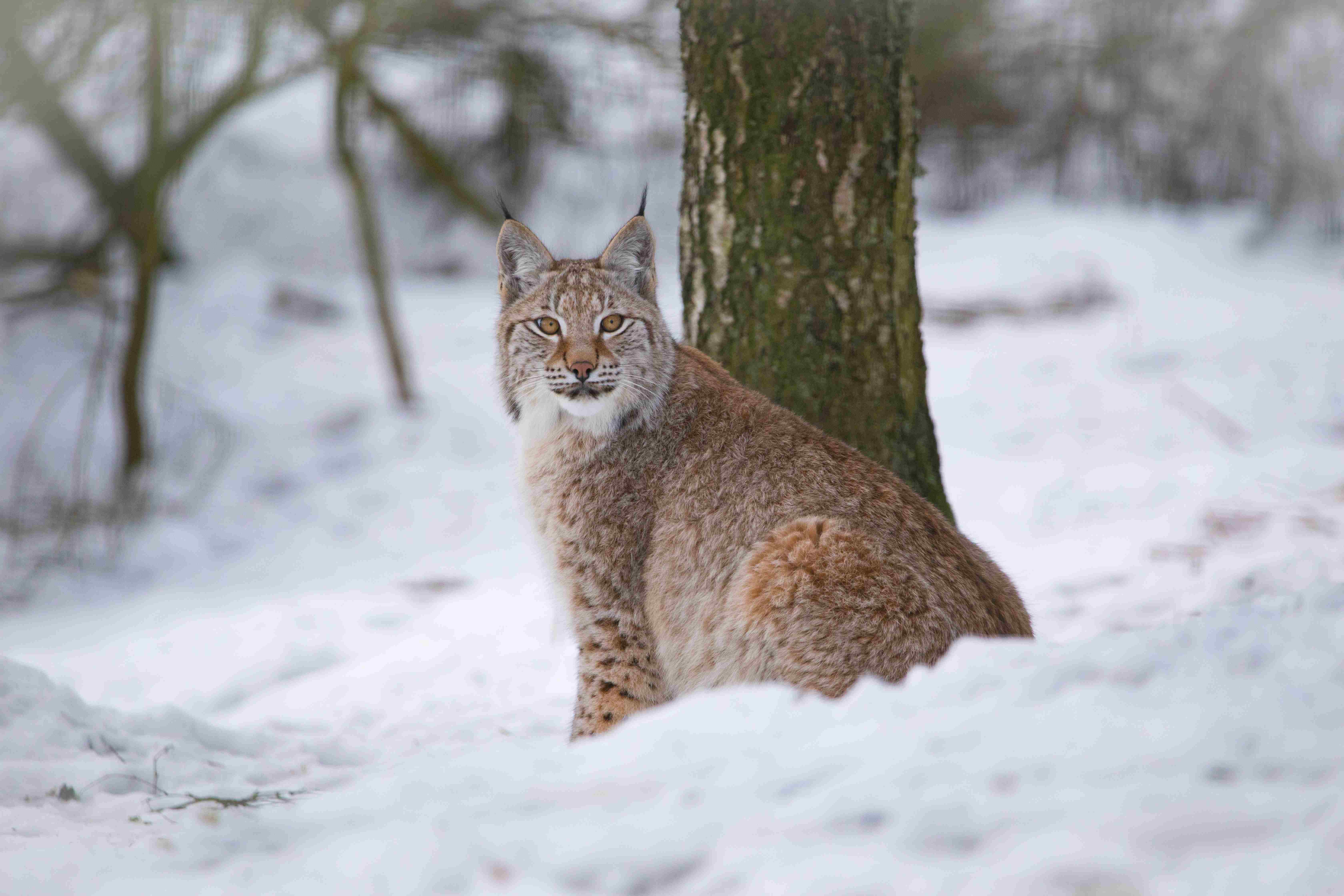 Northern lynx sitting in the snow looking at the camera [eye contact] IMAGE: Laura Moore 2021