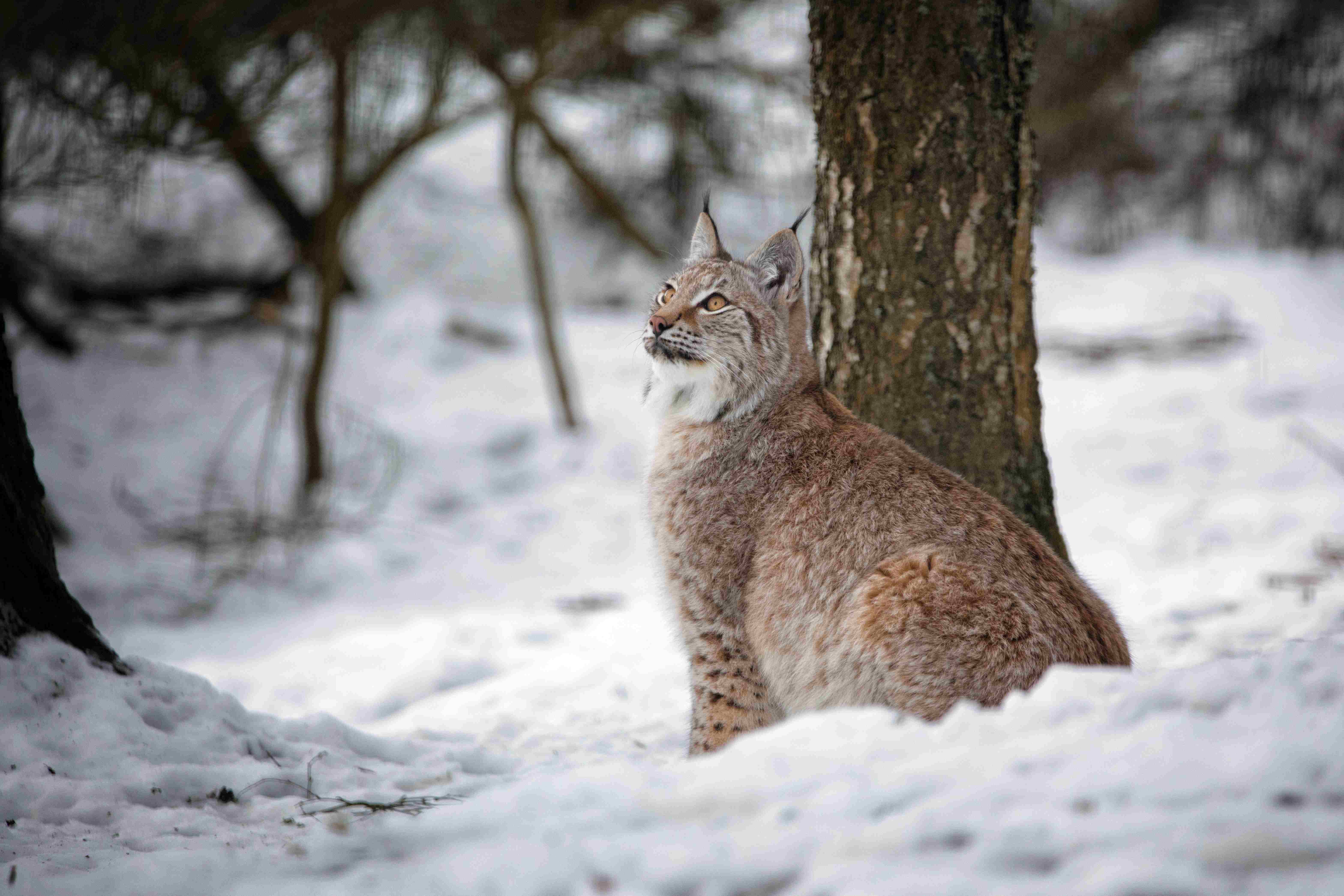 Northern lynx sitting in the snow looking up to the left IMAGE: Laura Moore 2021