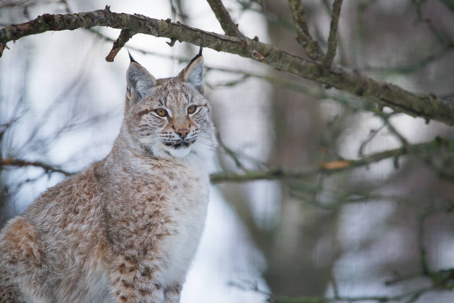 Northern lynx sitting in the snow looking to the right IMAGE: Laura Moore 2021