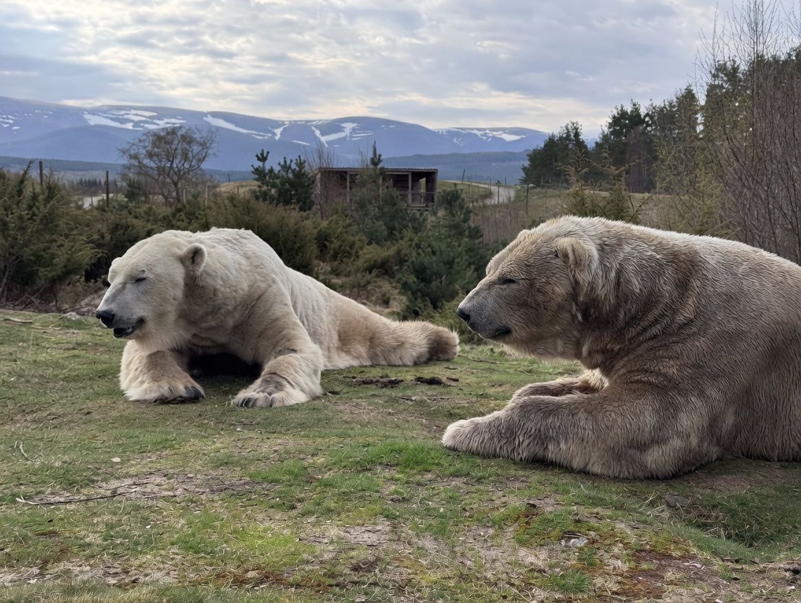 Arktos and Walker in their new habitat at Highland Wildlife Park IMAGE Michael Livingstone 2026