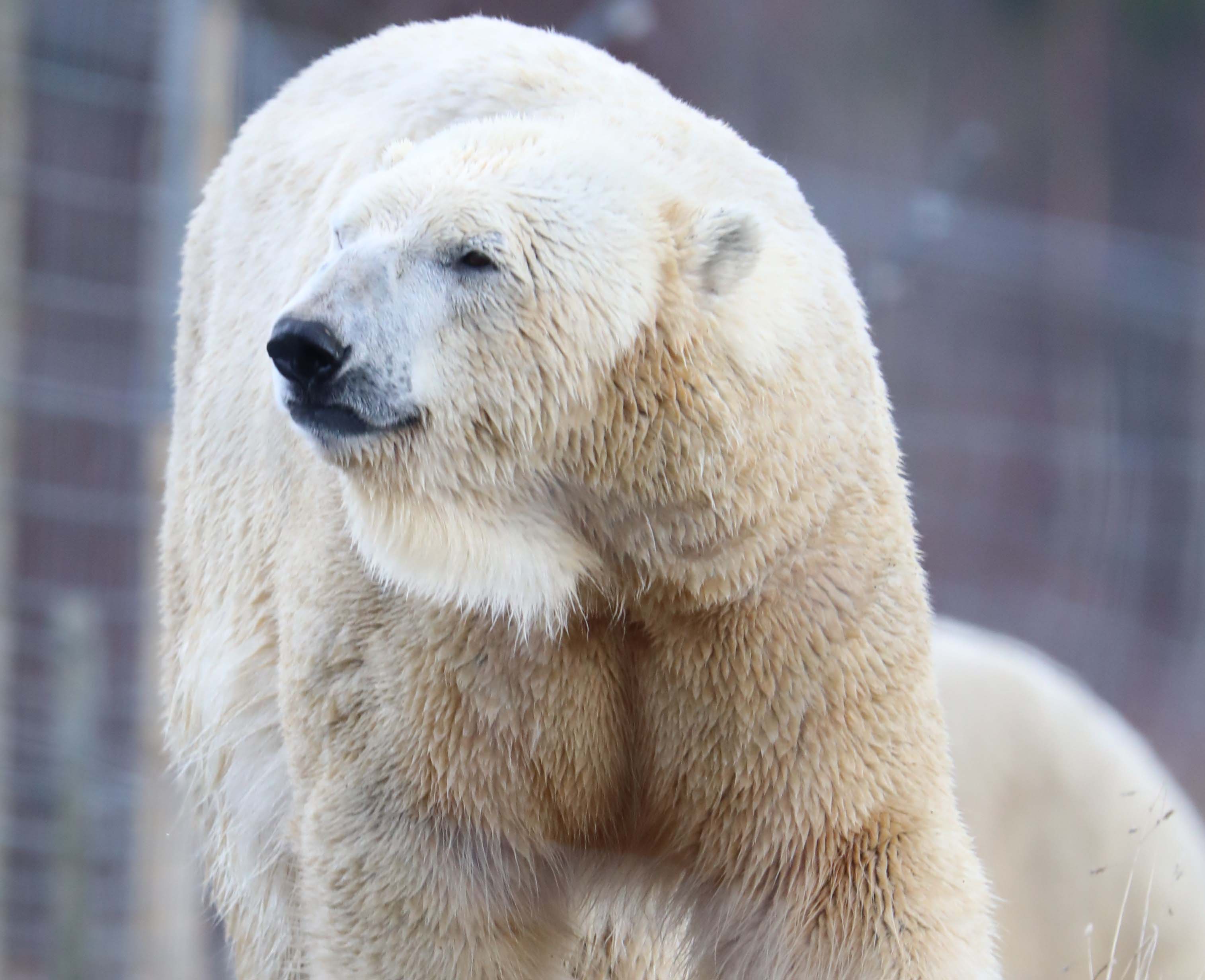 Male polar bear looking to the left of frame IMAGE: Amy Middleton 2023