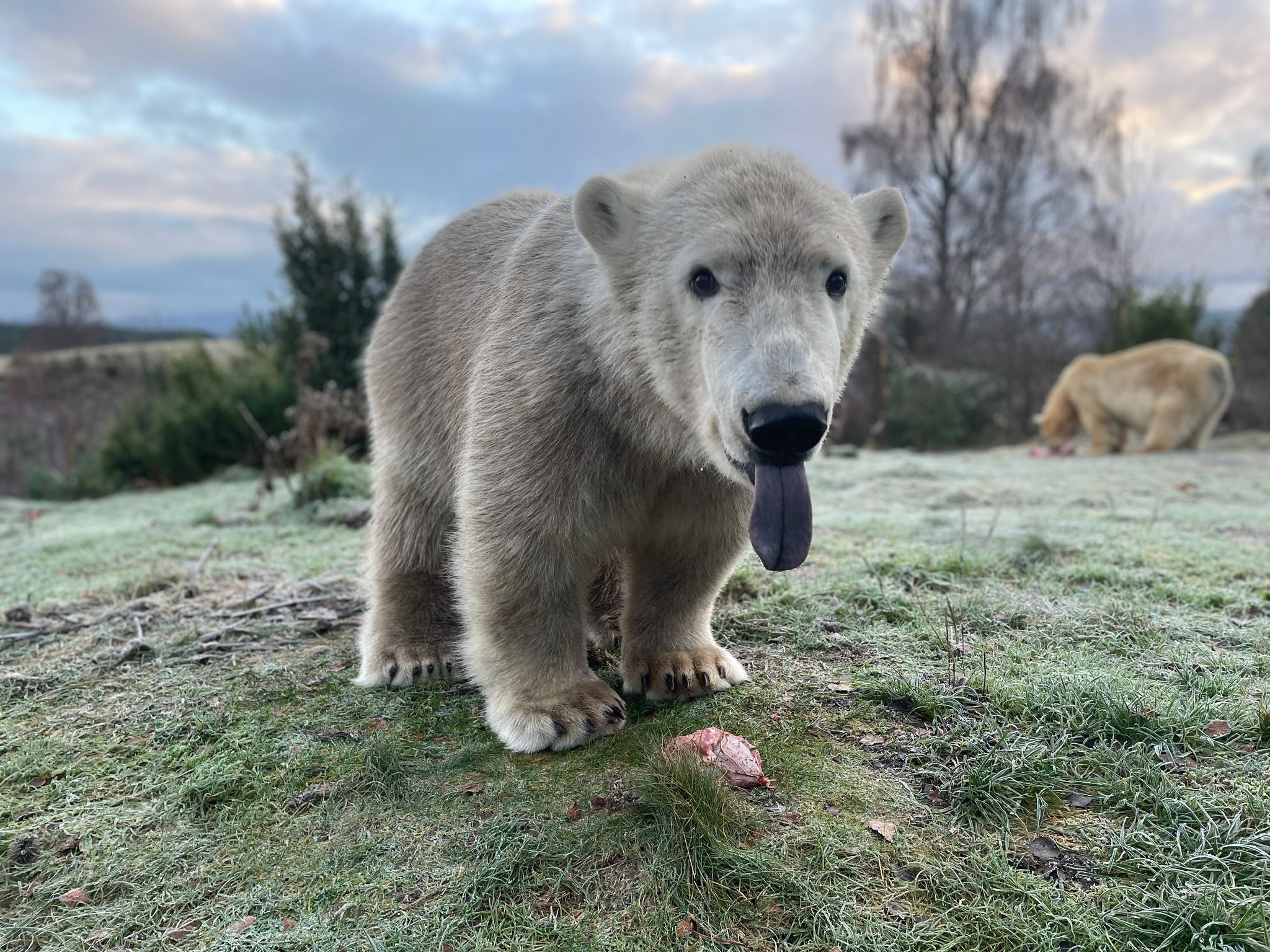 Polar bear cub Brodie looking at camera with tongue out [eye contact] IMAGE: Amy Middleton 2022