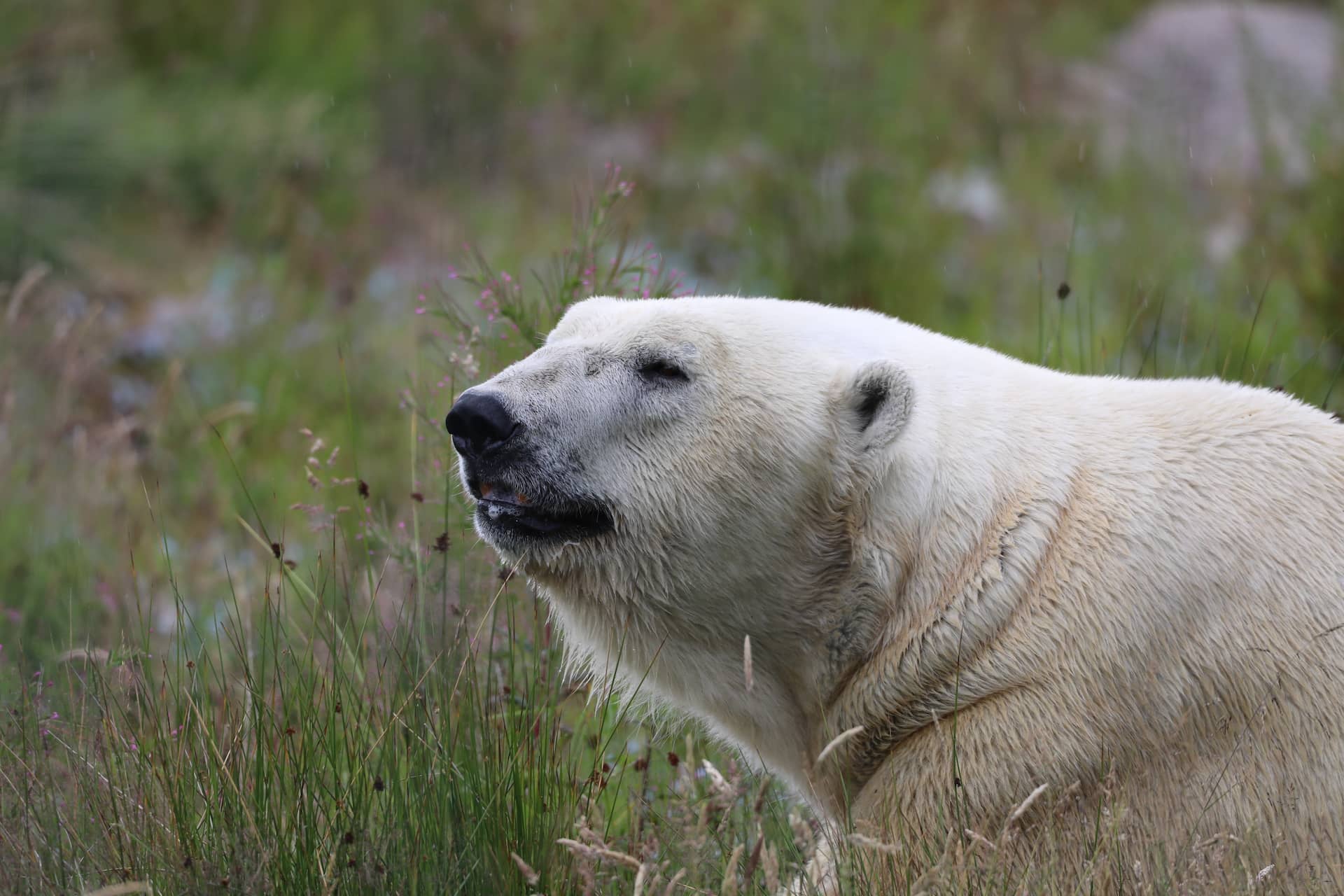 Adult male polar bear lying in the grass. Side profile looking to the left. IMAGE: Amy Middleton 2023