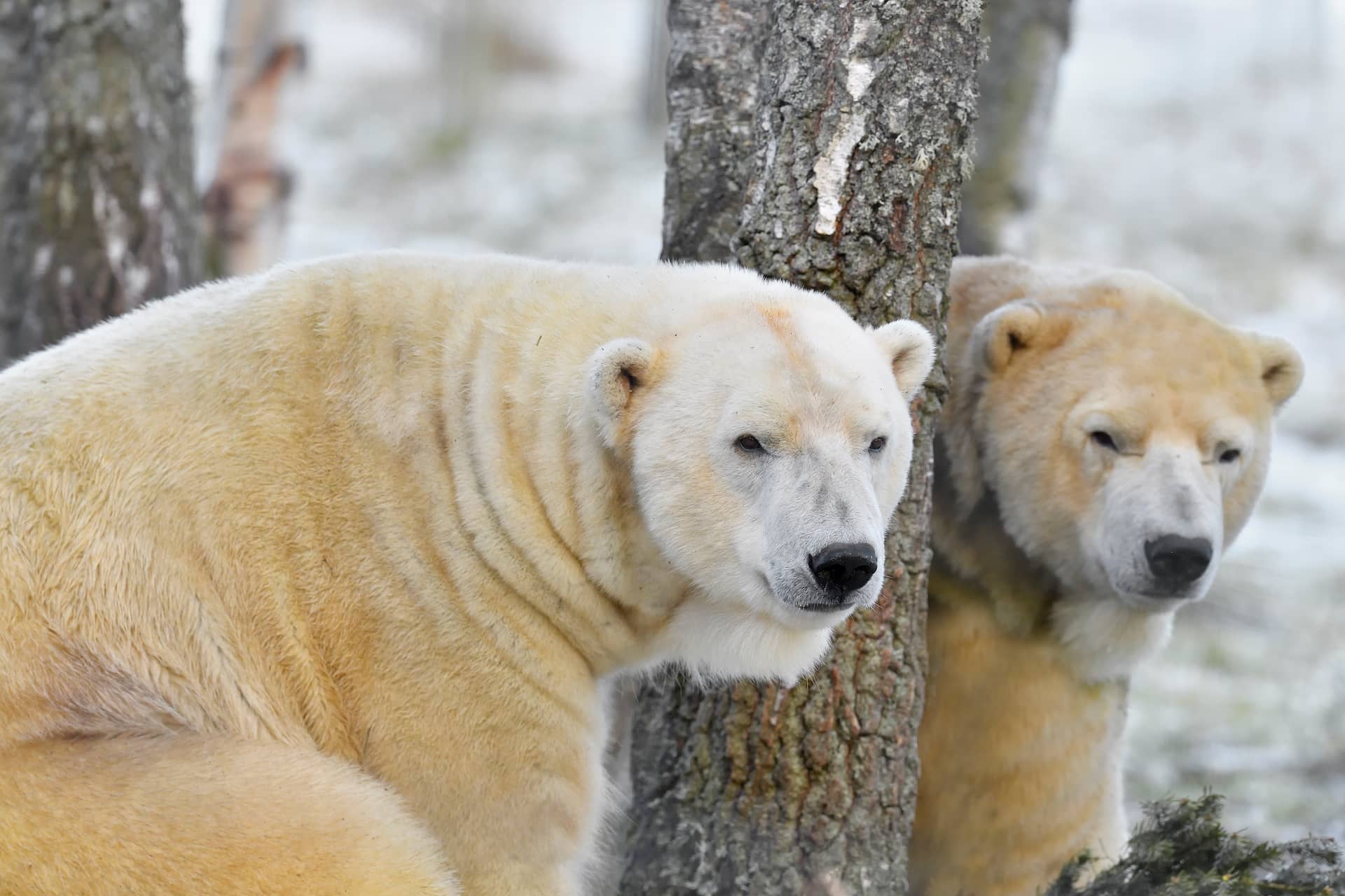Two polar bears sitting in the snow next to a tree looking to the right IMAGE: Laura Moore 2020