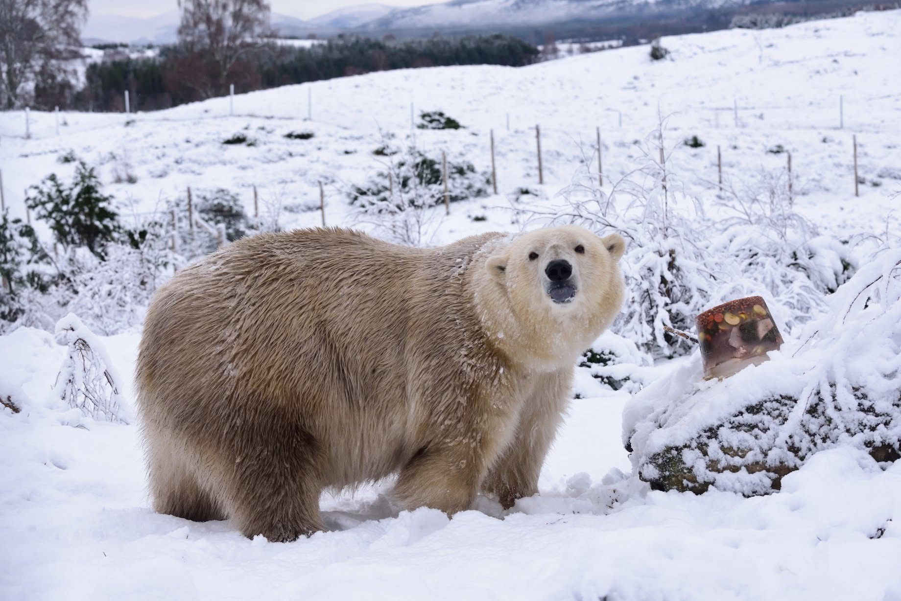 Female polar bear Victoria IMAGE: RZSS