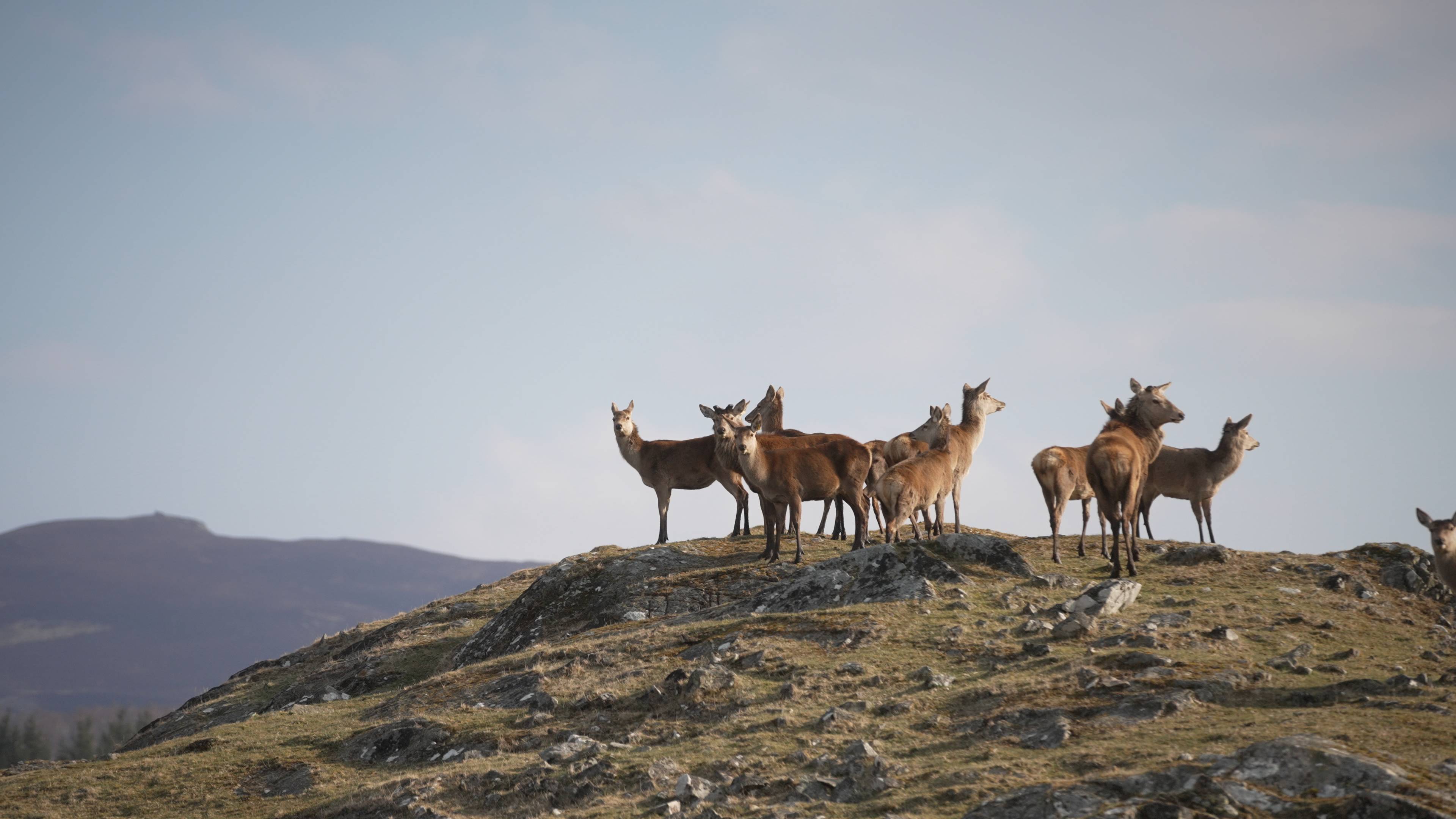 Herd of red deer gathered on a hill side in the drive through reserve. IMAGE: Laura Moore 2020