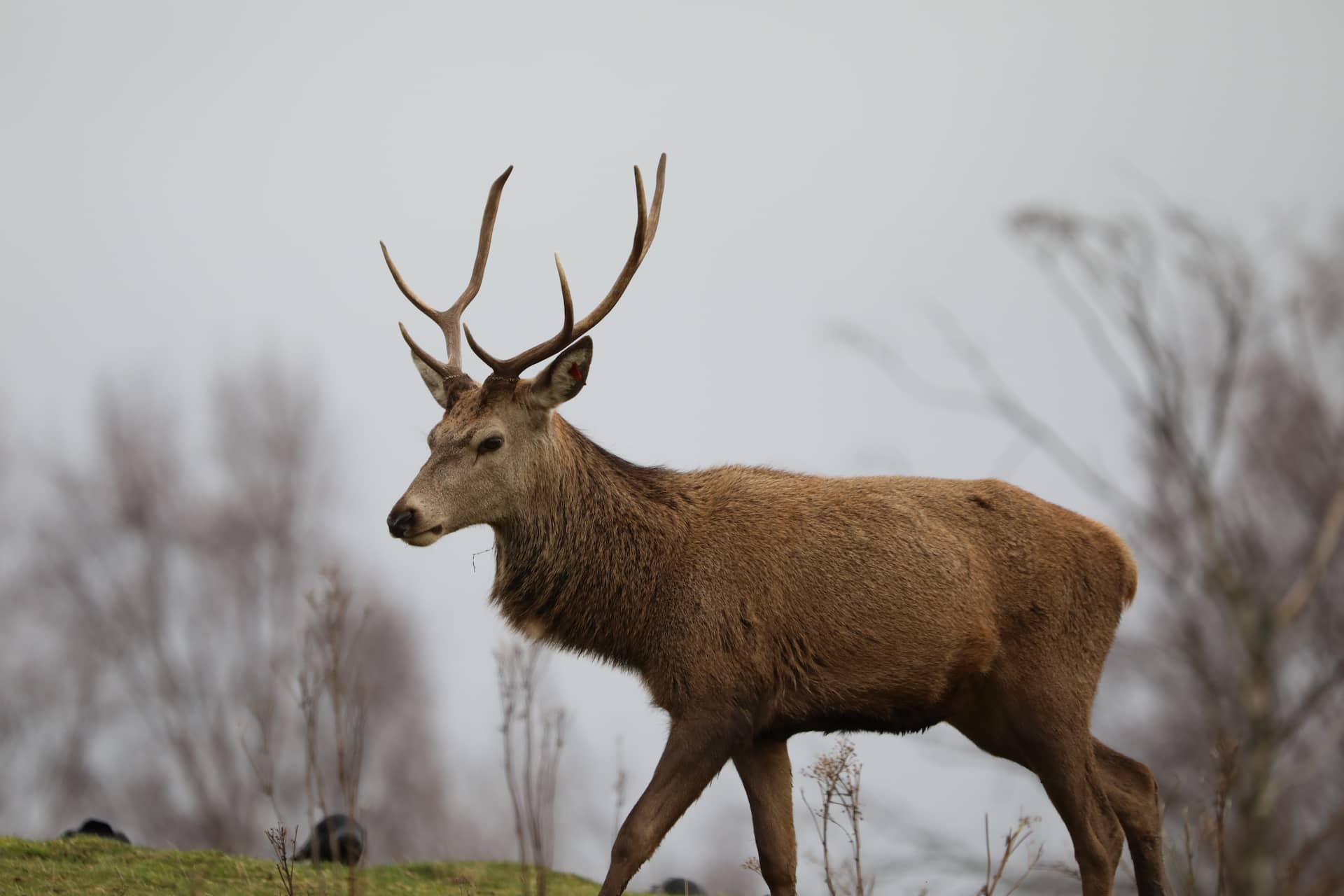 Red deer stag walking to the left. IMAGE: Amy Middleton 2023