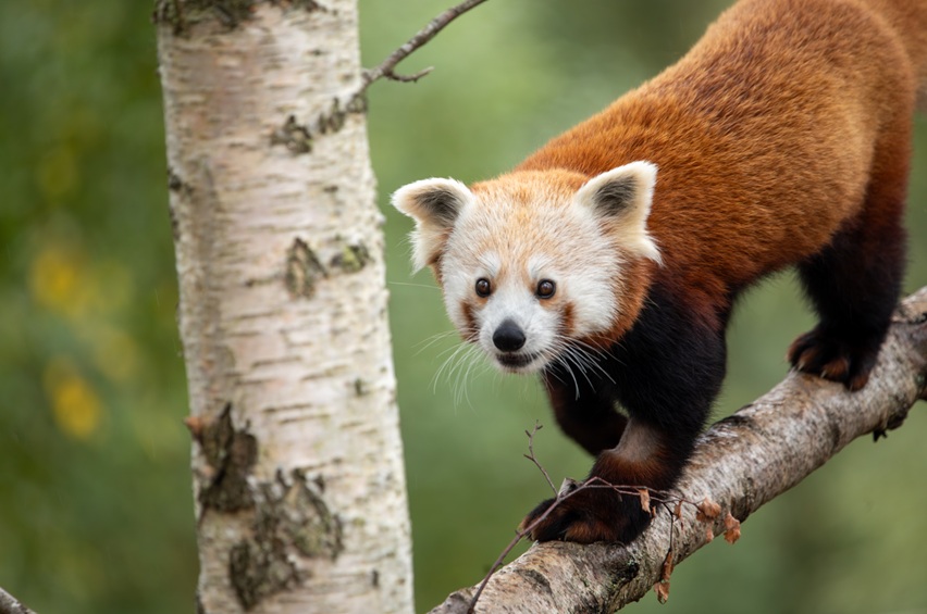 Flyn the red panda arrives at Highland Wildlife Park IMAGE OT 2026