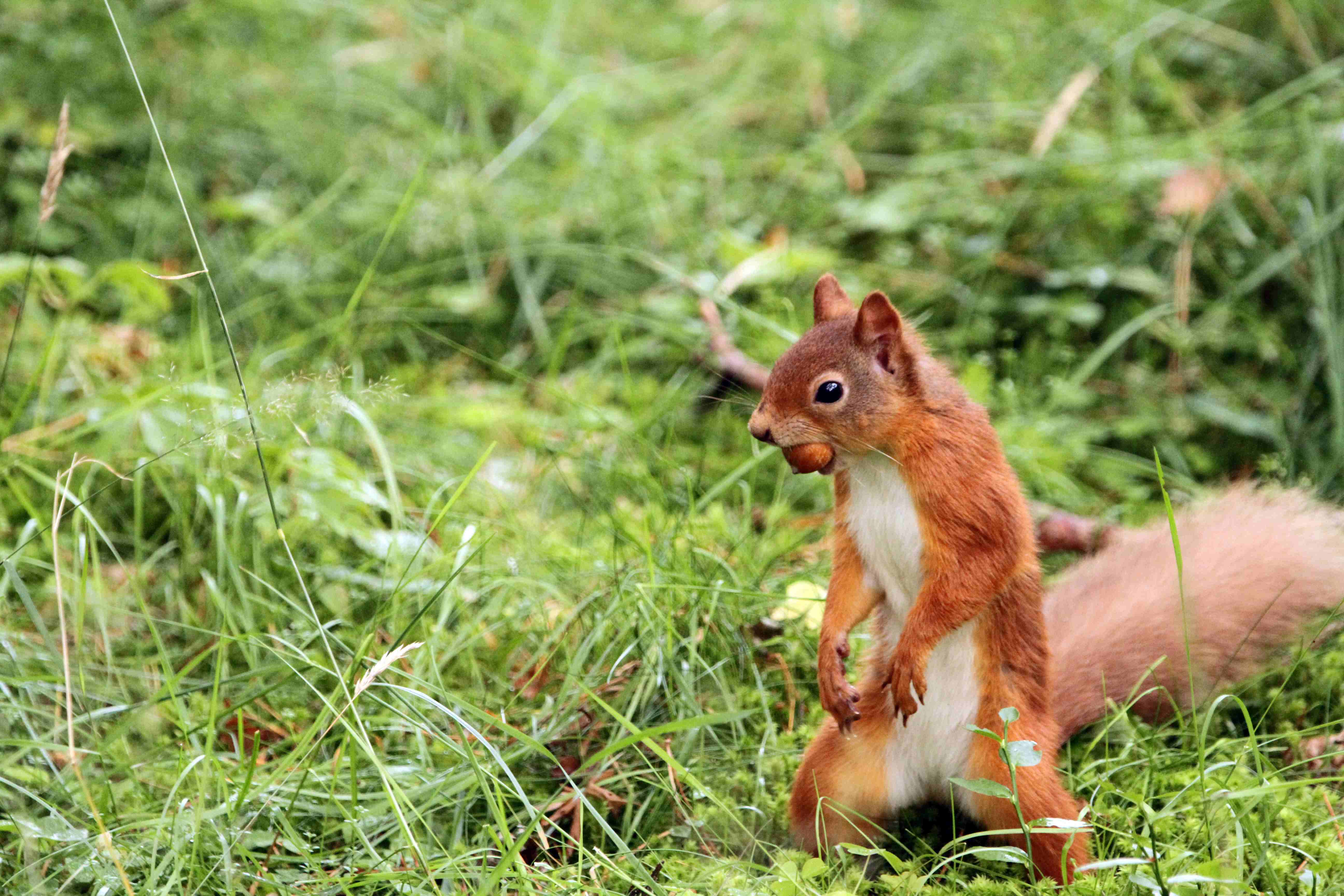 Red squirrel standing on hind legs in the grass looking to the left. IMAGE: Laura Moore 2022