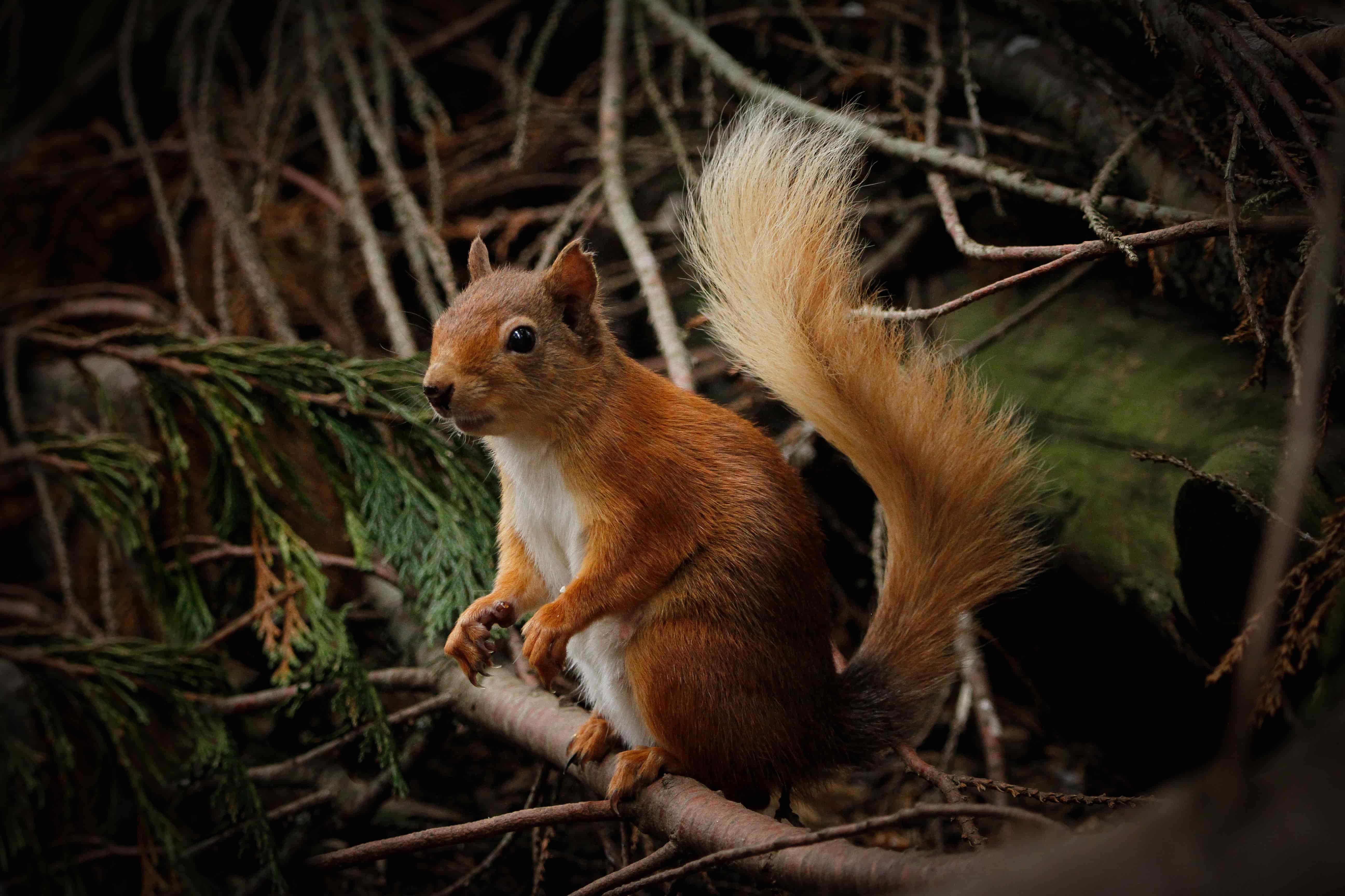 Red squirrel looking to the left IMAGE: Amy Middleton 2022