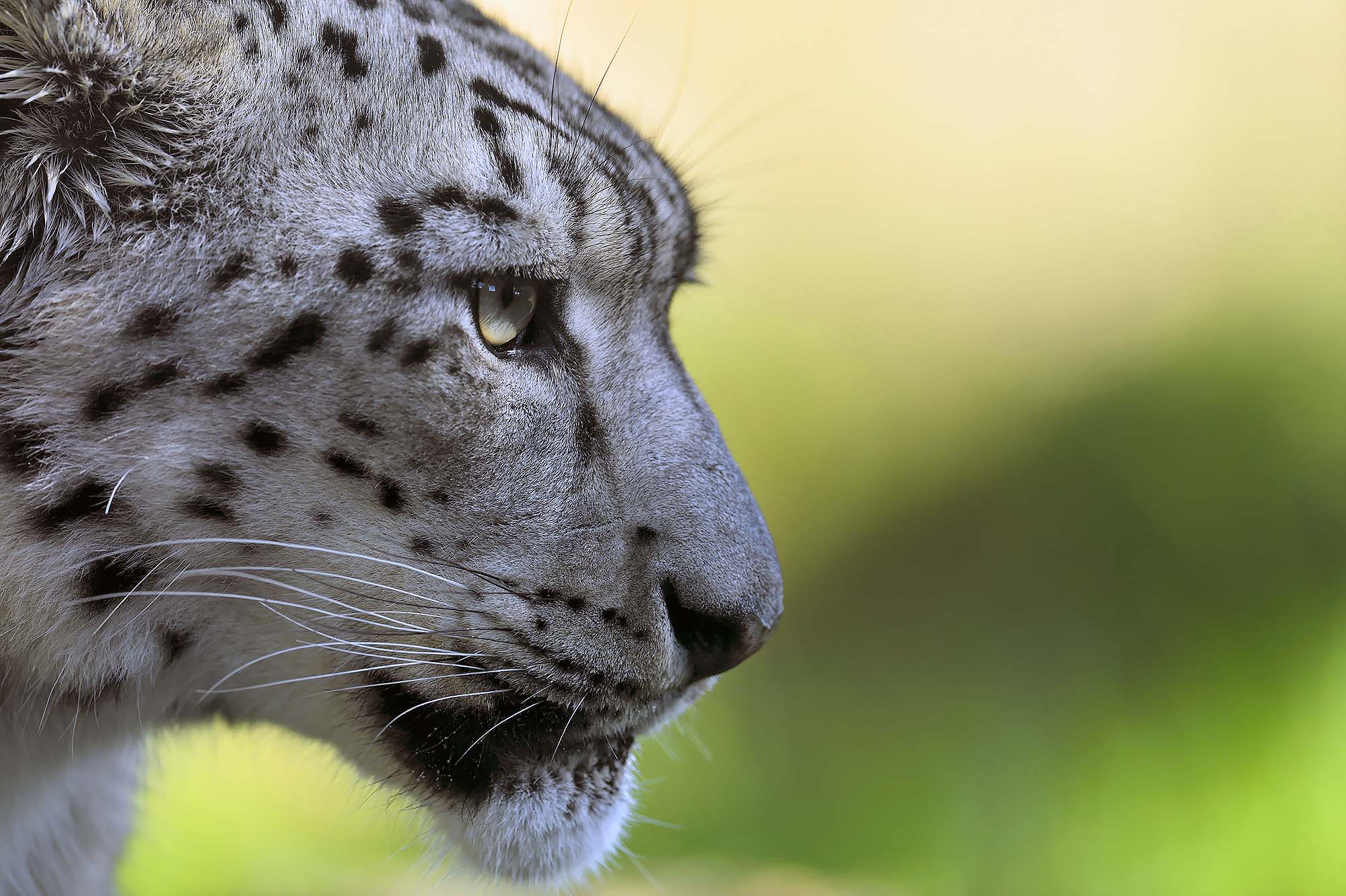Profile of snow leopard looking to the right of frame IMAGE: Laurie Campbell 2023