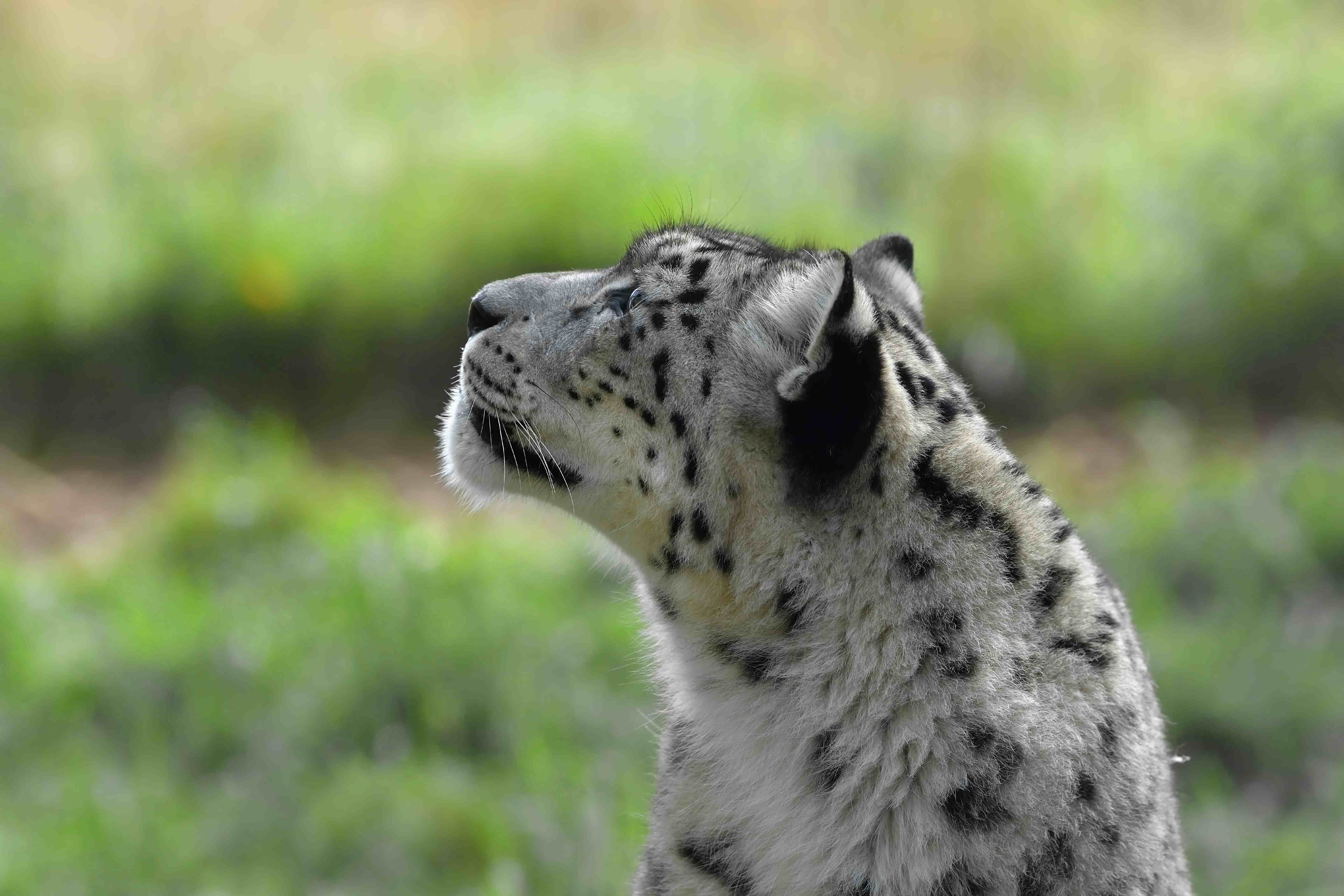 Snow leopard side profile looking up to the left IMAGE: Laurie Campbell 2023