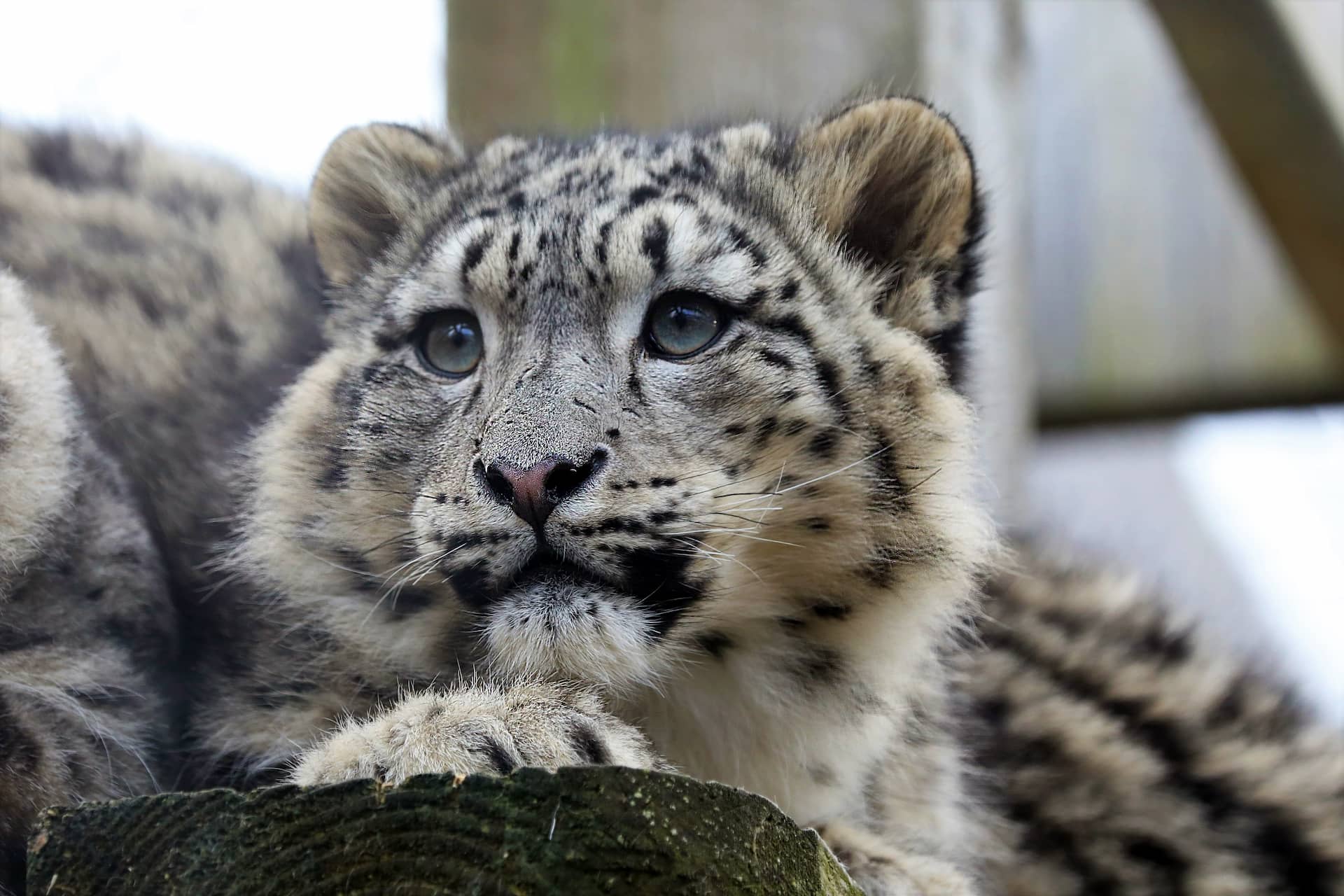 Snow leopard cub sat on platform looking to the left. IMAGE: Amy Middleton 2023