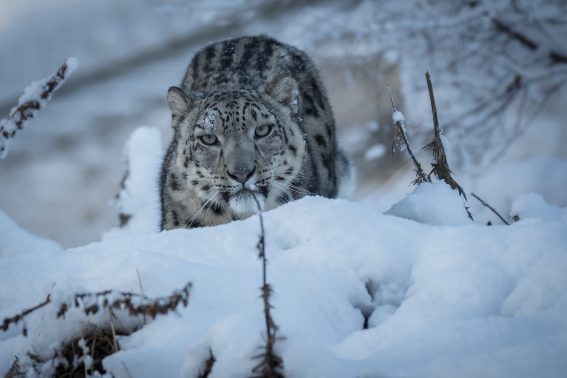 Snow leopard Koshi stood on a snowy hillside looking at the camera [EYE CONTACT] IMAGE: Alyson Houston 2021