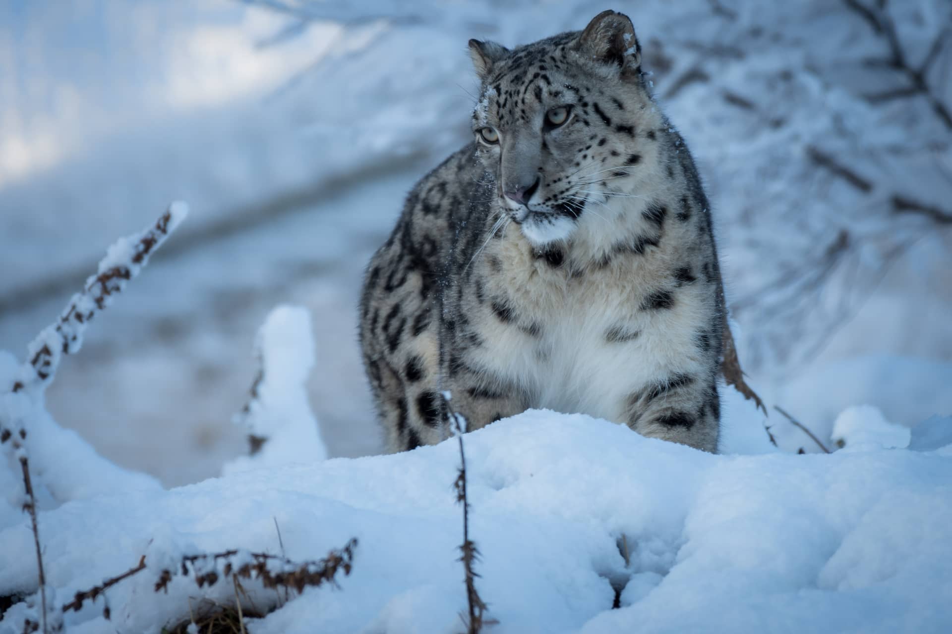 Snow leopard Koshi stood on snowy hillside looking to the left. IMAGE: Alyson Houston 2021