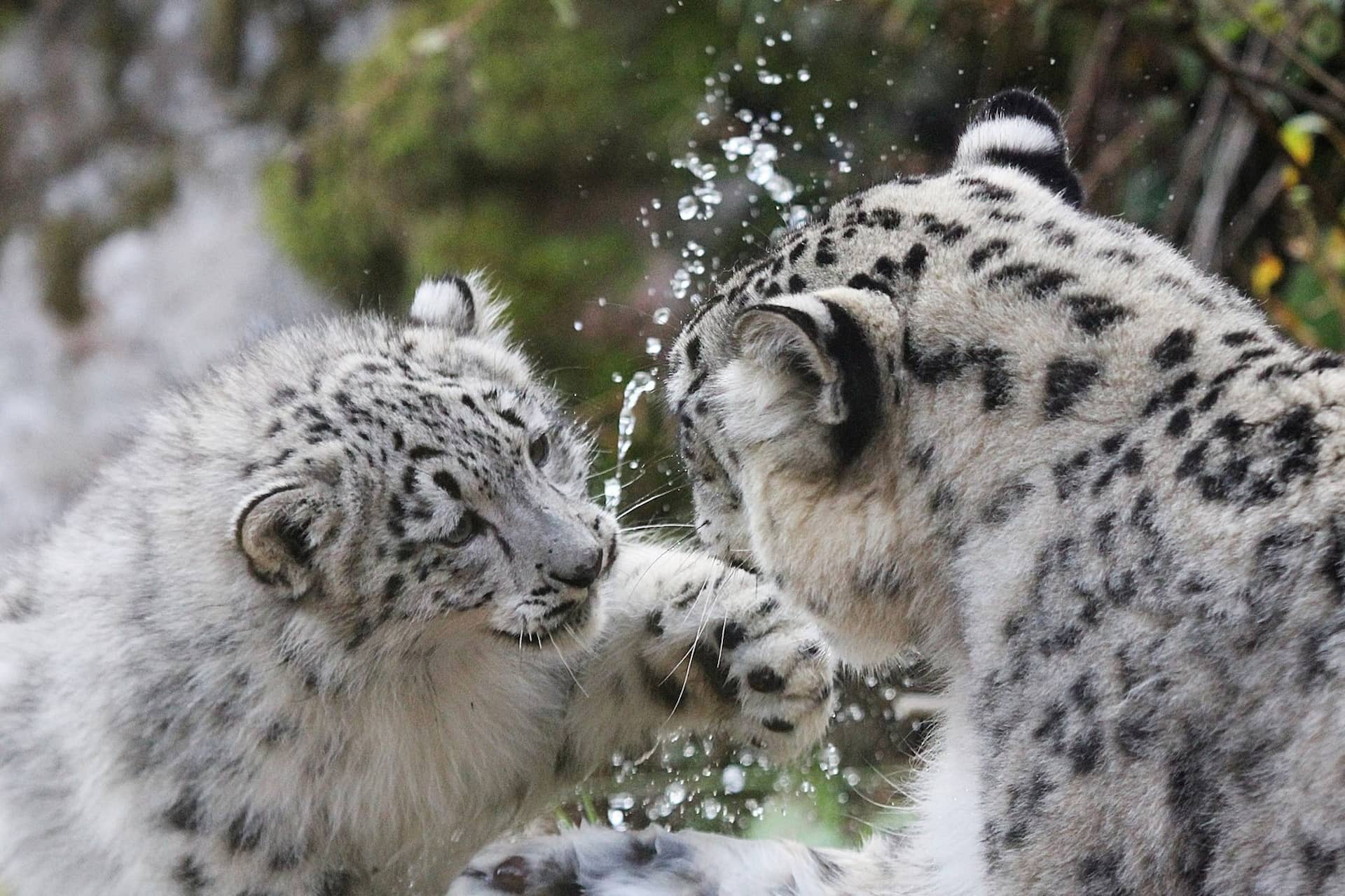 Snow leopard cub and mum playing in water. Cub is playfully pawing and splashing at mum. IMAGE: Amy Middleton 2023