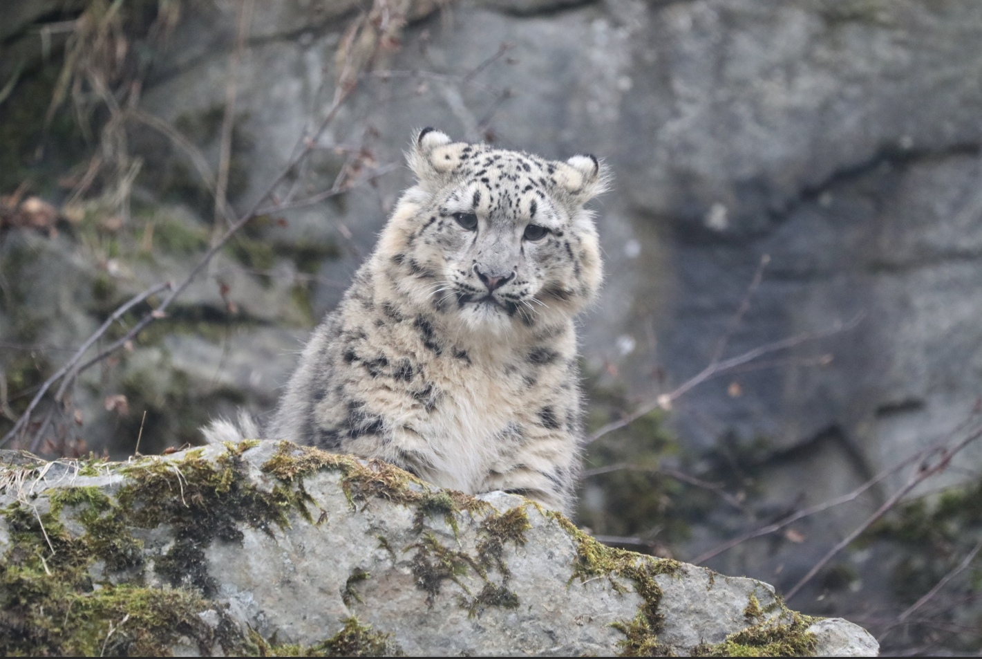 Snow leopard cub sitting on rocky outcrop looking down toward camera

Image: AMY MIDDLETON 2023