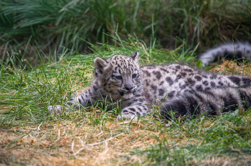Snow leopard cub lying in the grass IMAGE OT 2026