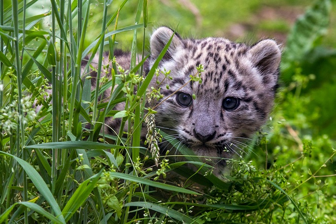 Image of snow leopard cub looking close to camera IMAGE OT 2026