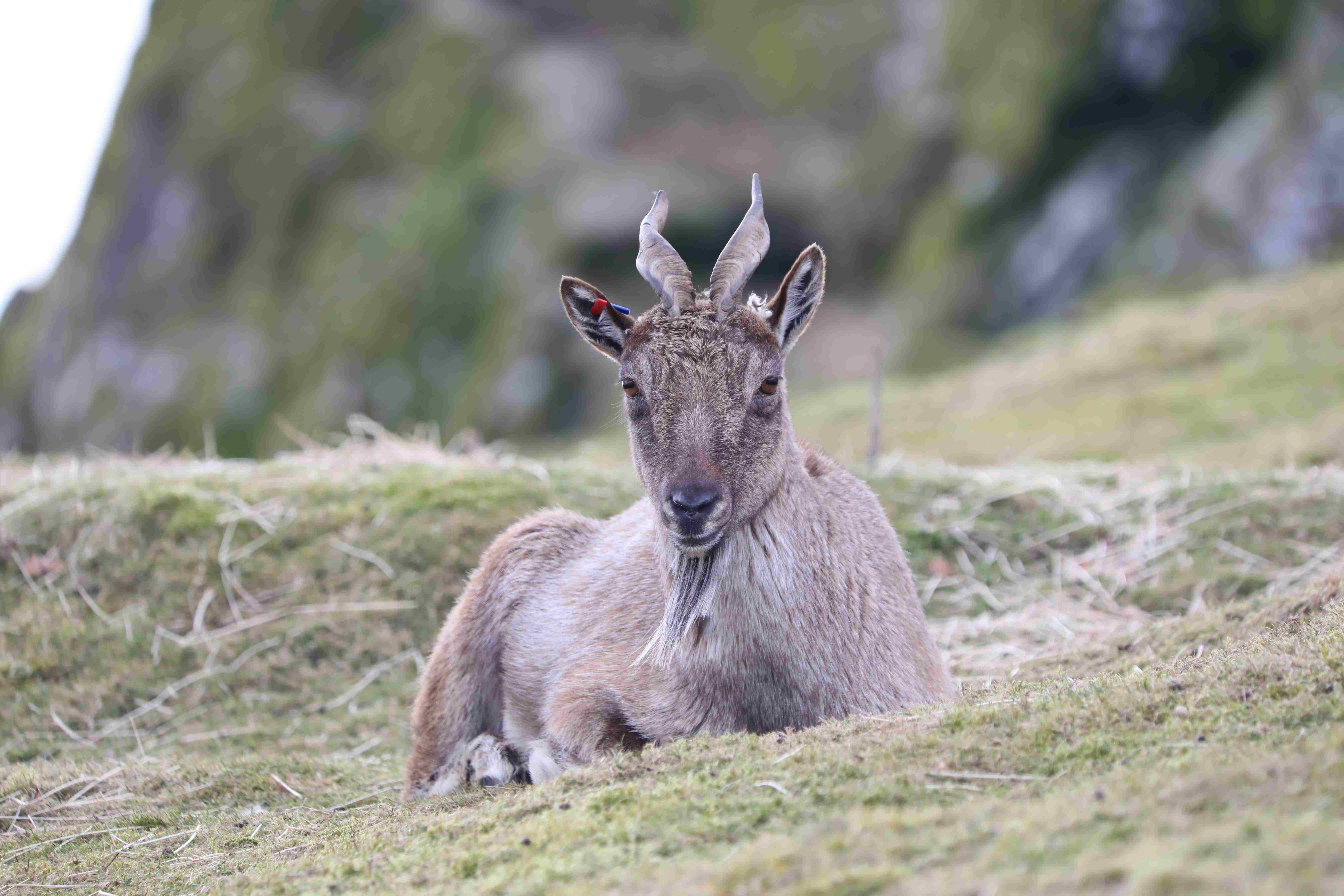Turkmenian markhor sat on a hillside looking at the camera [eye contact] IMAGE: Amy Middleton 2023