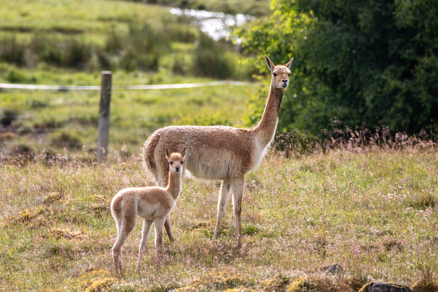 Highland Wildlife Park Celebrates Birth Of Xoco The Vicuna highland-wildlife-park-celebrates-birth-of-xoco-the-vicuna
