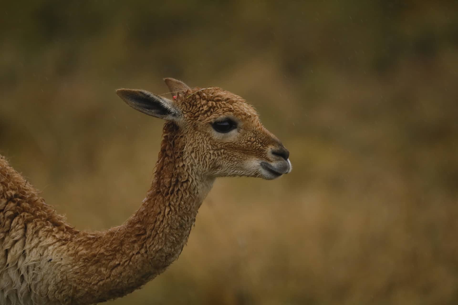 Vicuna looking to the right IMAGE: Amy Middleton 2023