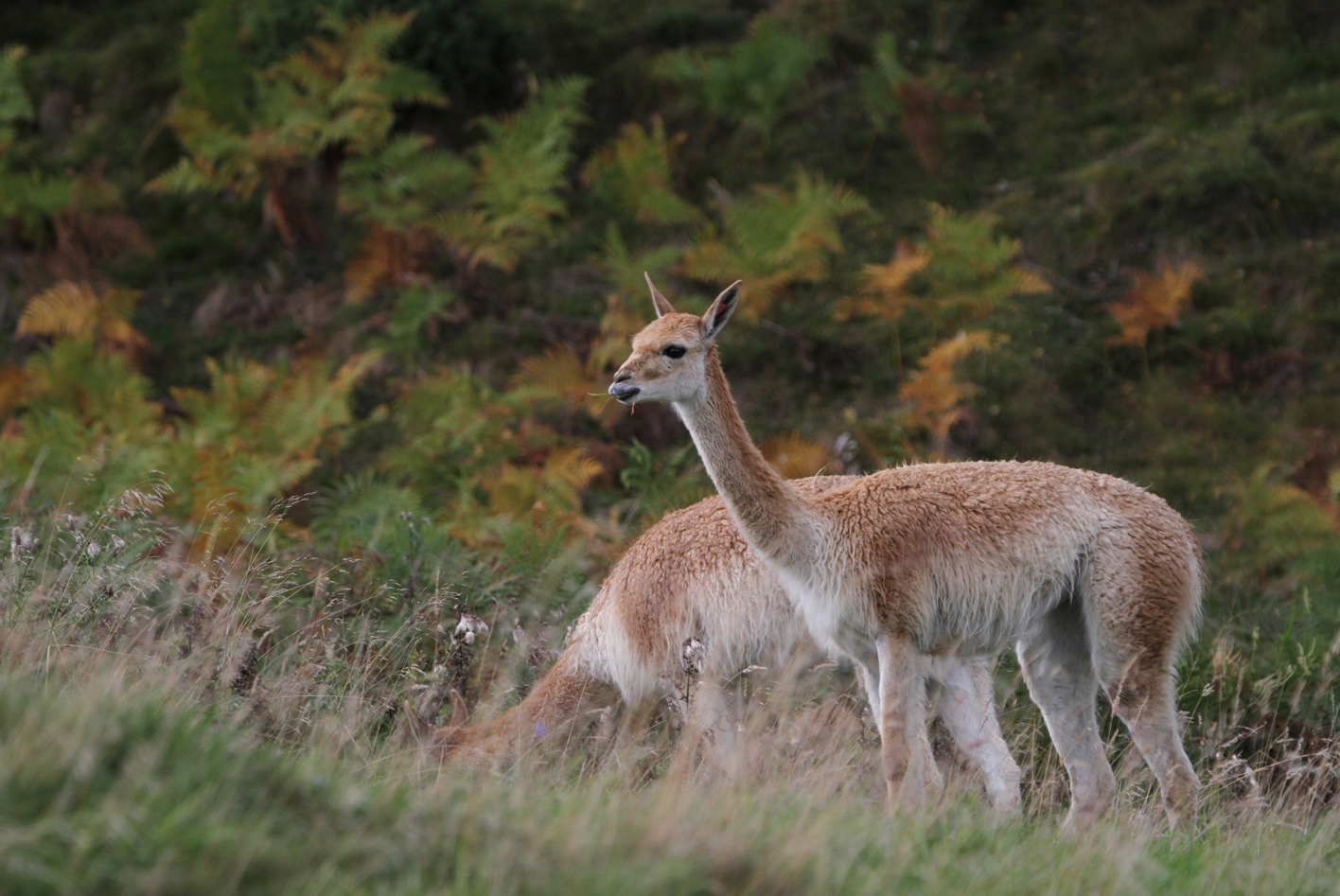 Two members of vicuna herd one with head down and one looking up with some grass in its mouth

Image: LAURA MOORE 2023